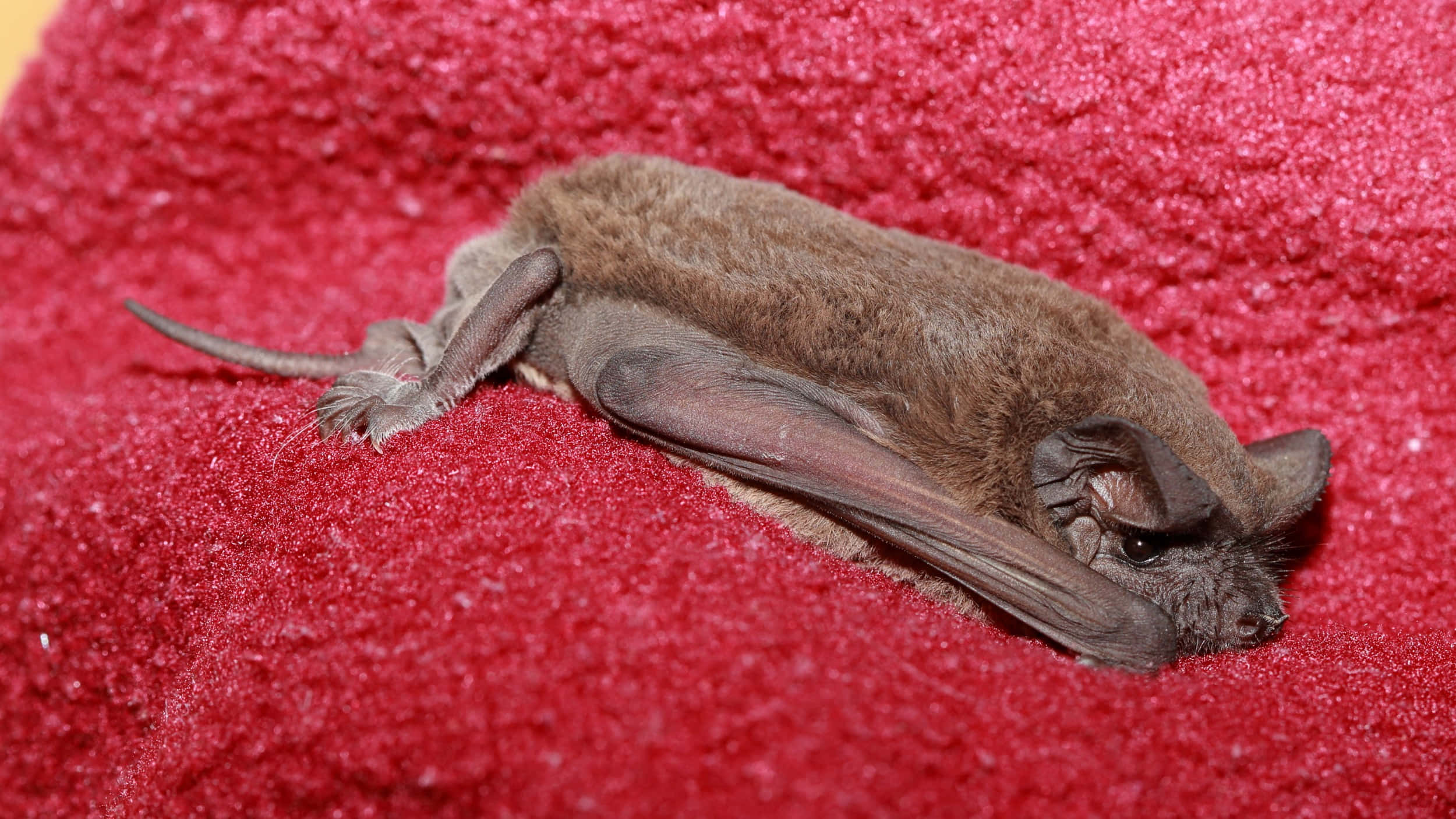 Bats 桌布 壁紙 — 一隻細小的棕色蝙蝠在鮮紅色有紋理的毛巾上摺起翅膀安詳地休息。