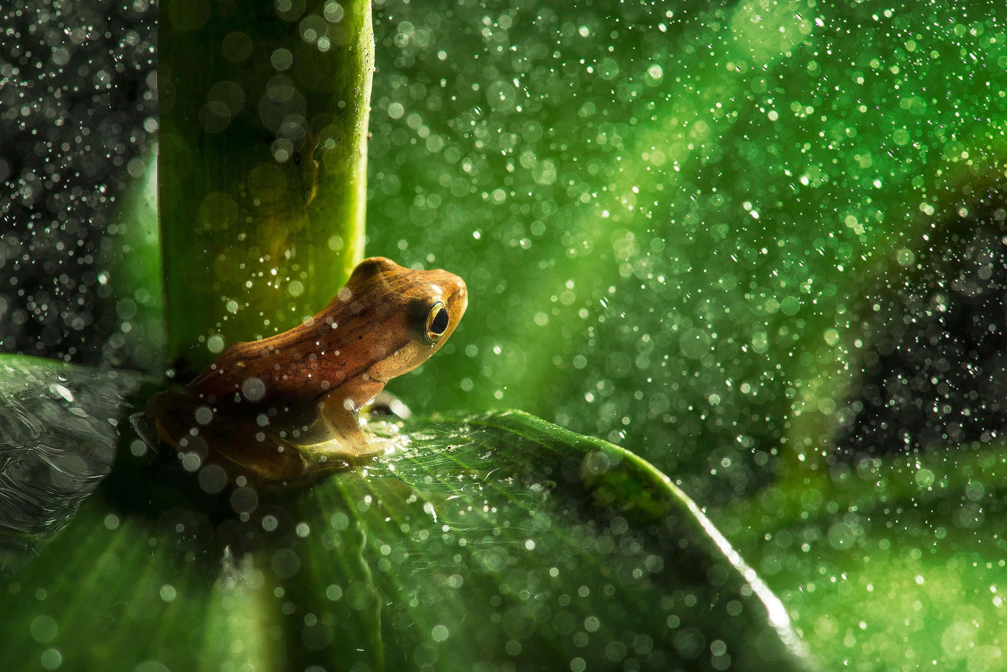 下雨 桌布 壁紙 — 一隻細小的棕色青蛙棲息在帶露水的綠色葉子上，雨滴在柔和的光線中閃爍。