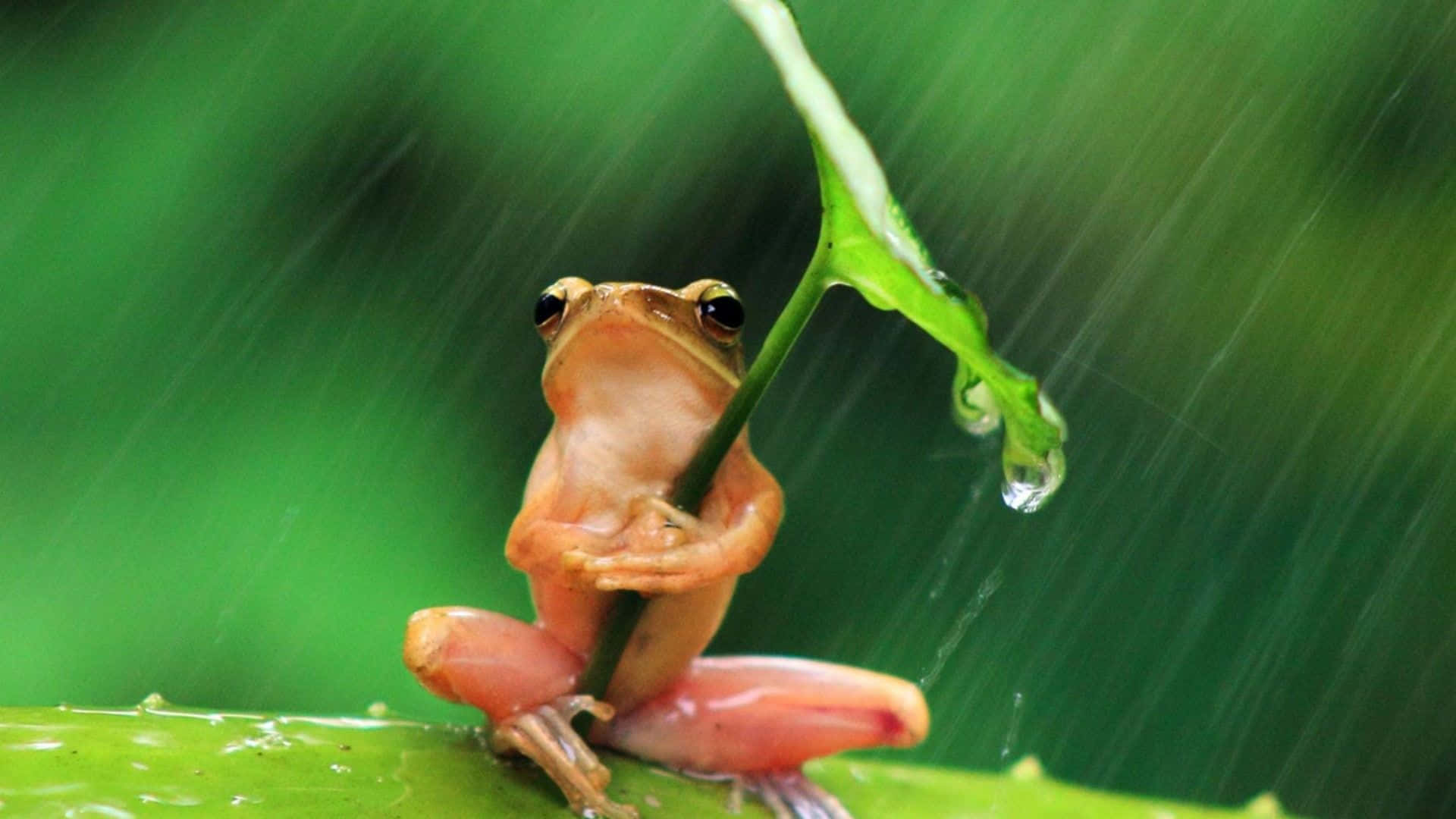 Frog 桌布 壁紙 — 一隻細小的棕色青蛙緊貼在雨濕的葉子上，一滴水珠懸掛在上方，在茂密的綠色傾盆大雨中。