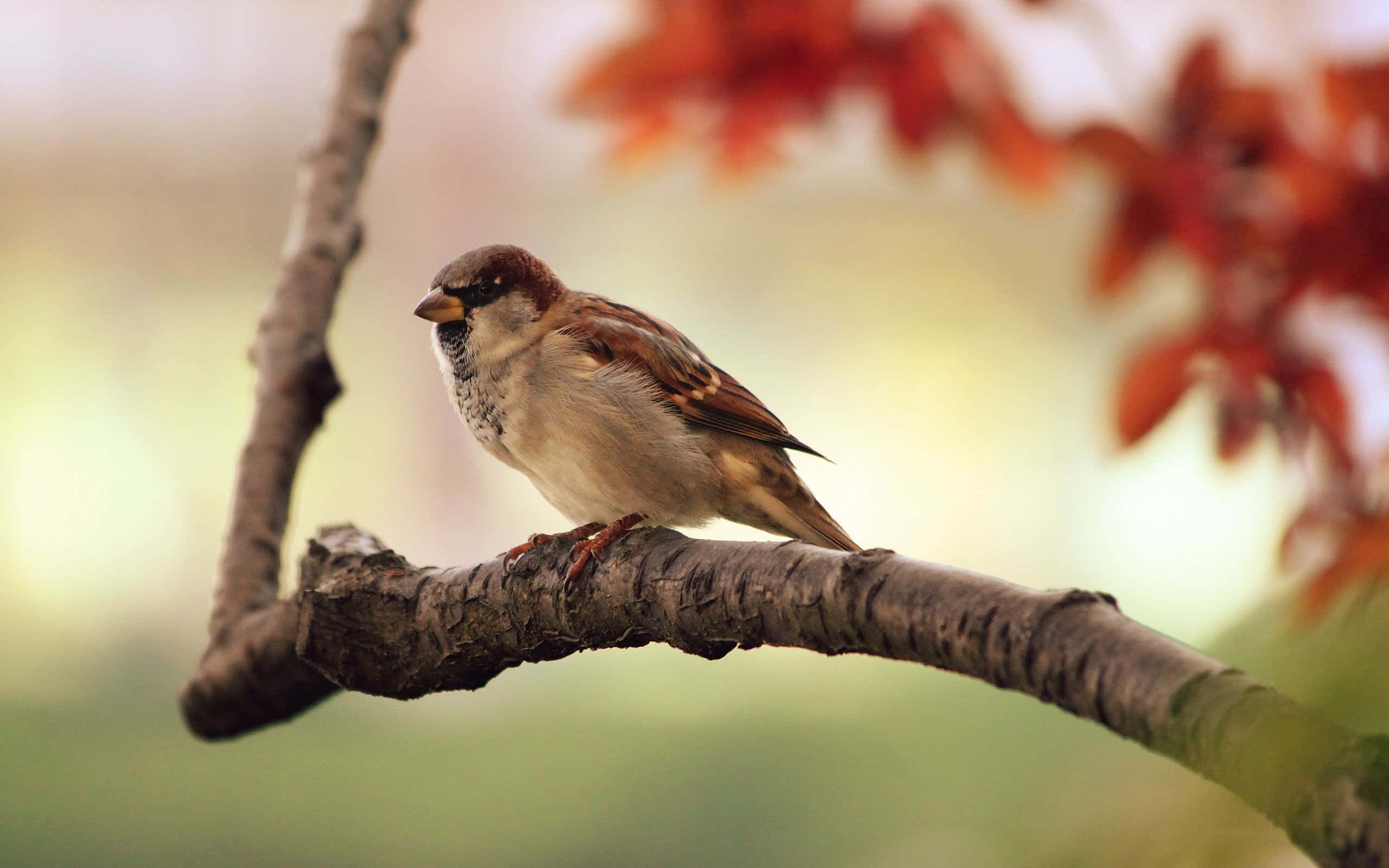 sparrow 桌布 壁紙 — 一隻細小的棕色麻雀平靜地棲息在一條有紋理的樹枝上，背景是模糊的紅色秋葉。