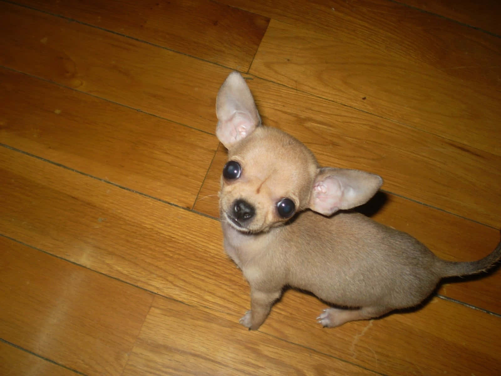 Chihuahua 桌布 壁紙 — 一隻細小的棕褐色吉娃娃，有著大大的深色眼睛，從溫暖的木地板上好奇地向上看。