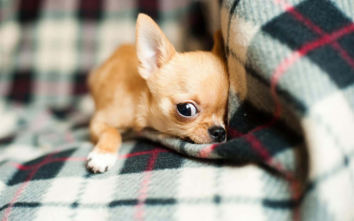 Chihuahua 桌布 壁紙 — 一隻細小的棕褐色吉娃娃從舒適的格子毯子下探出頭來，睜著一雙充滿好奇的大眼睛。
