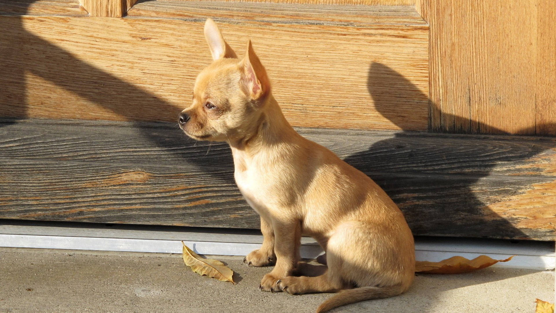 Chihuahua 桌布 壁紙 — 一隻細小的棕褐色吉娃娃警覺地坐在混凝土台階上，沐浴在溫暖的陽光中，旁邊是一道木門，附近有落葉。