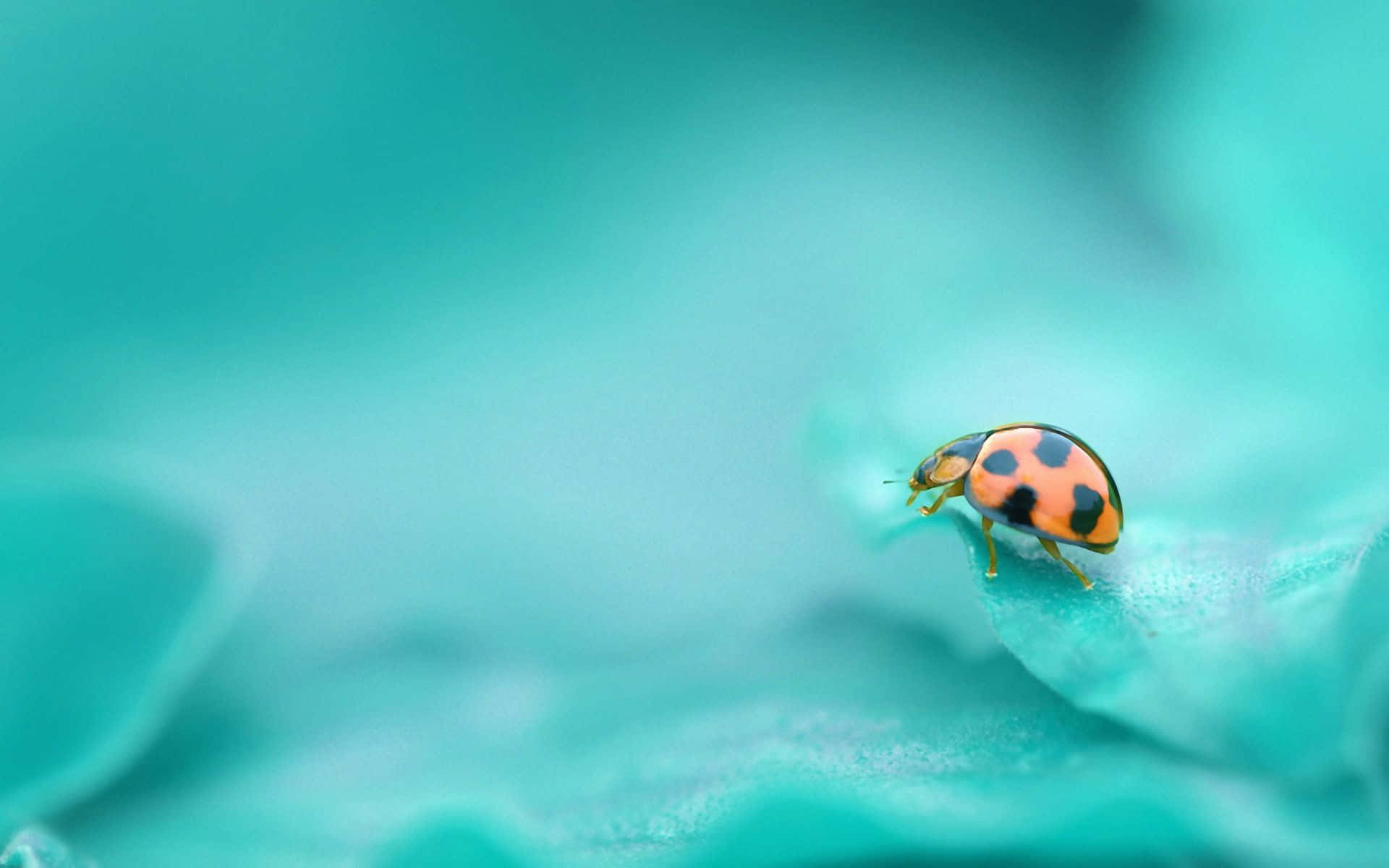 Lady Bug 桌布 壁紙 — 一隻細小的橙色和黑色瓢蟲在柔軟的青綠色葉子上爬行，帶有夢幻般的淺景深。