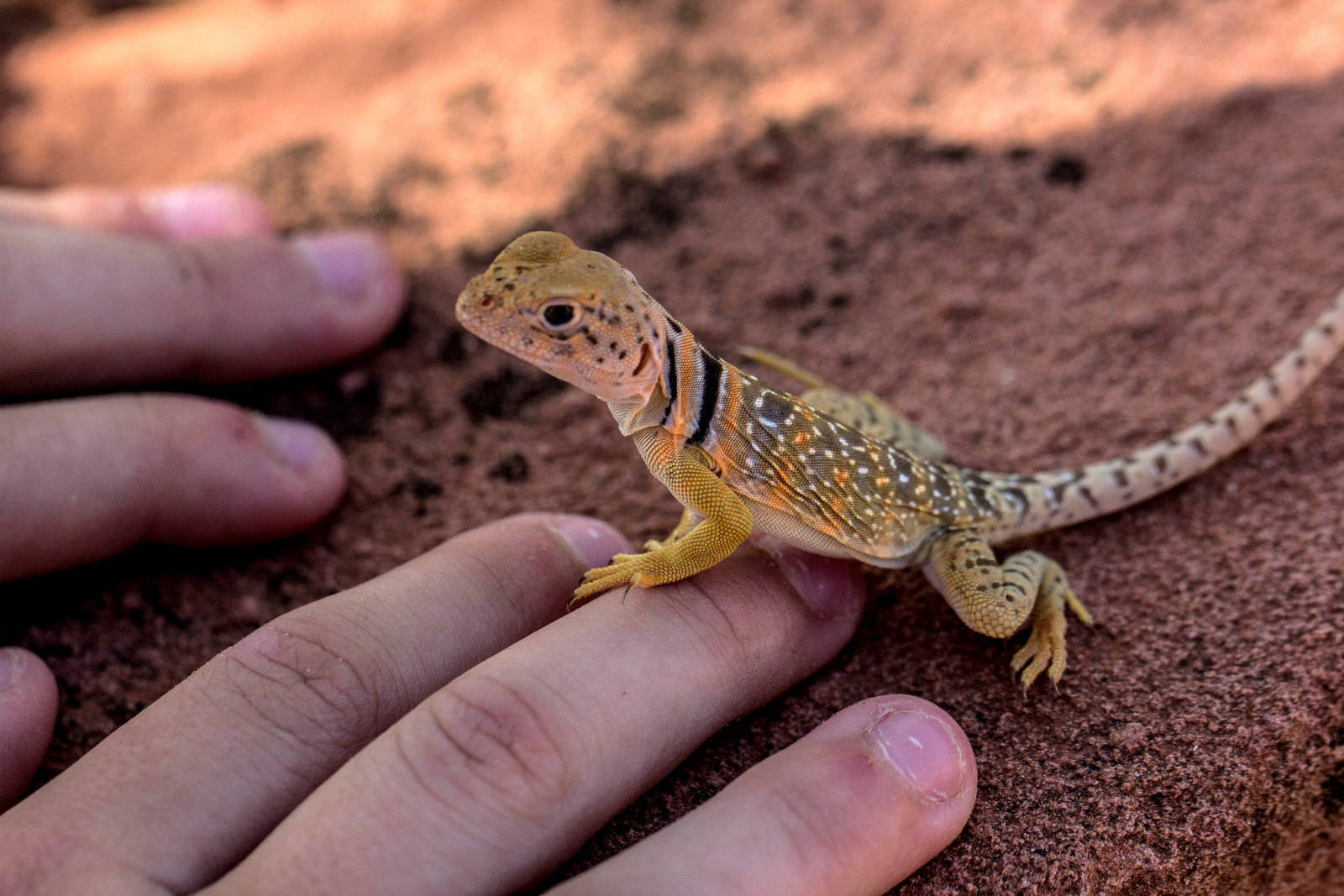 reptile 桌布 壁紙 — 一隻細小的橙色和黑色蜥蜴平靜地棲息在人類的手上，背景是溫暖的紅沙。