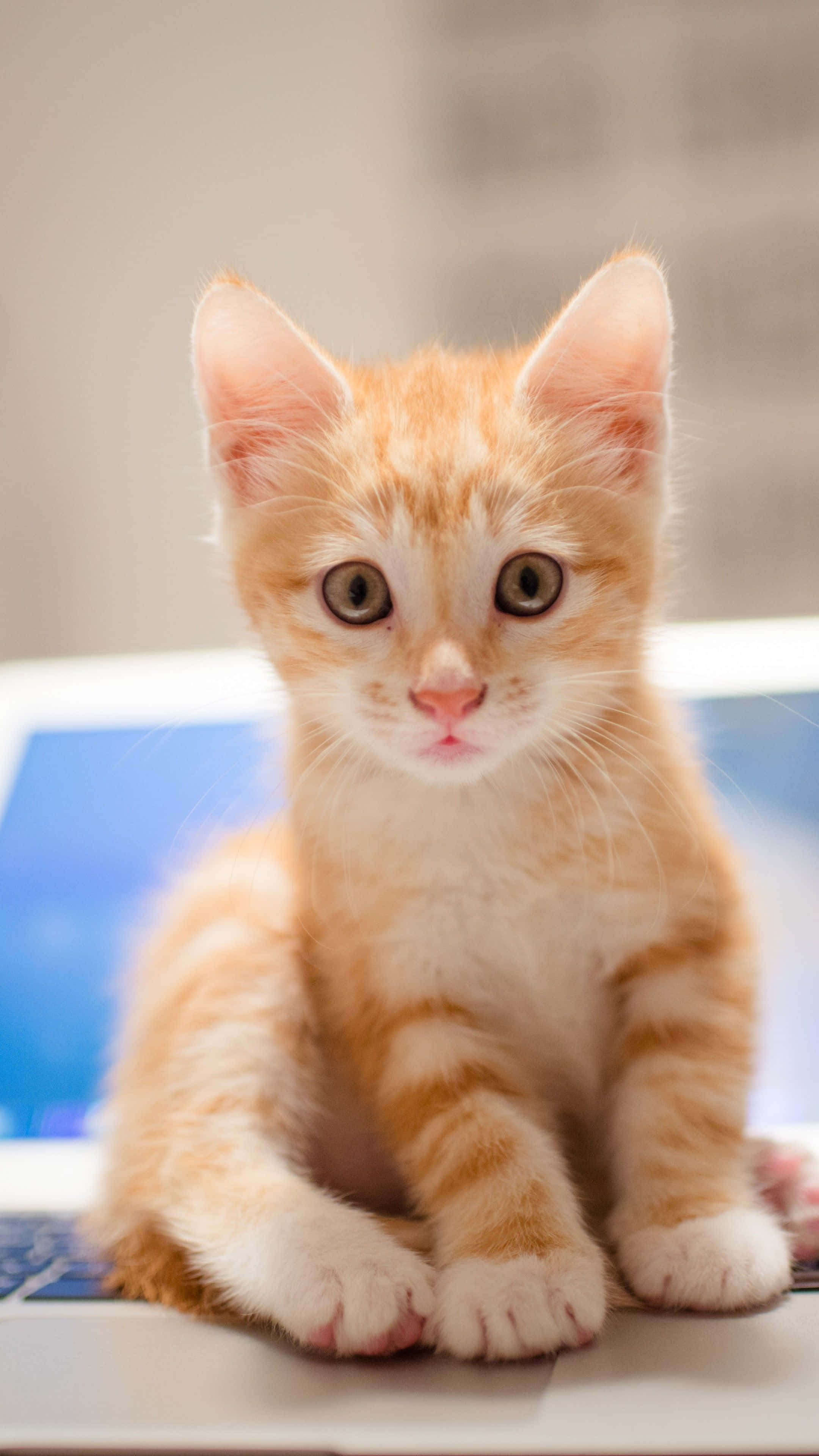 kitty cat 桌布 壁紙 — 一隻細小的橙色虎斑貓咪，有著又大又好奇的眼睛，專注地坐在筆記型電腦鍵盤上。