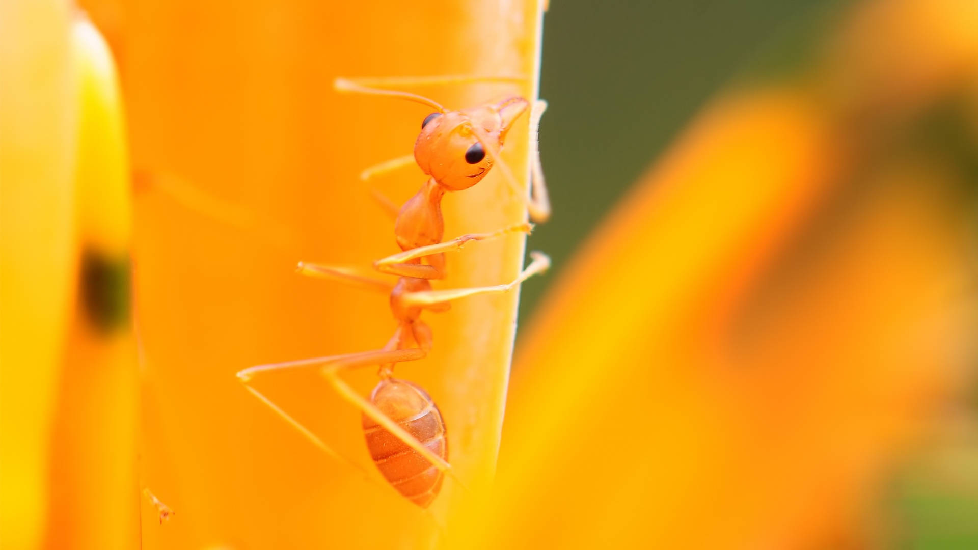 ant 桌布 壁紙 — 一隻細小的橙色螞蟻在陽光明媚的微距拍攝中爬上鮮黃色的花瓣，背景柔和模糊。
