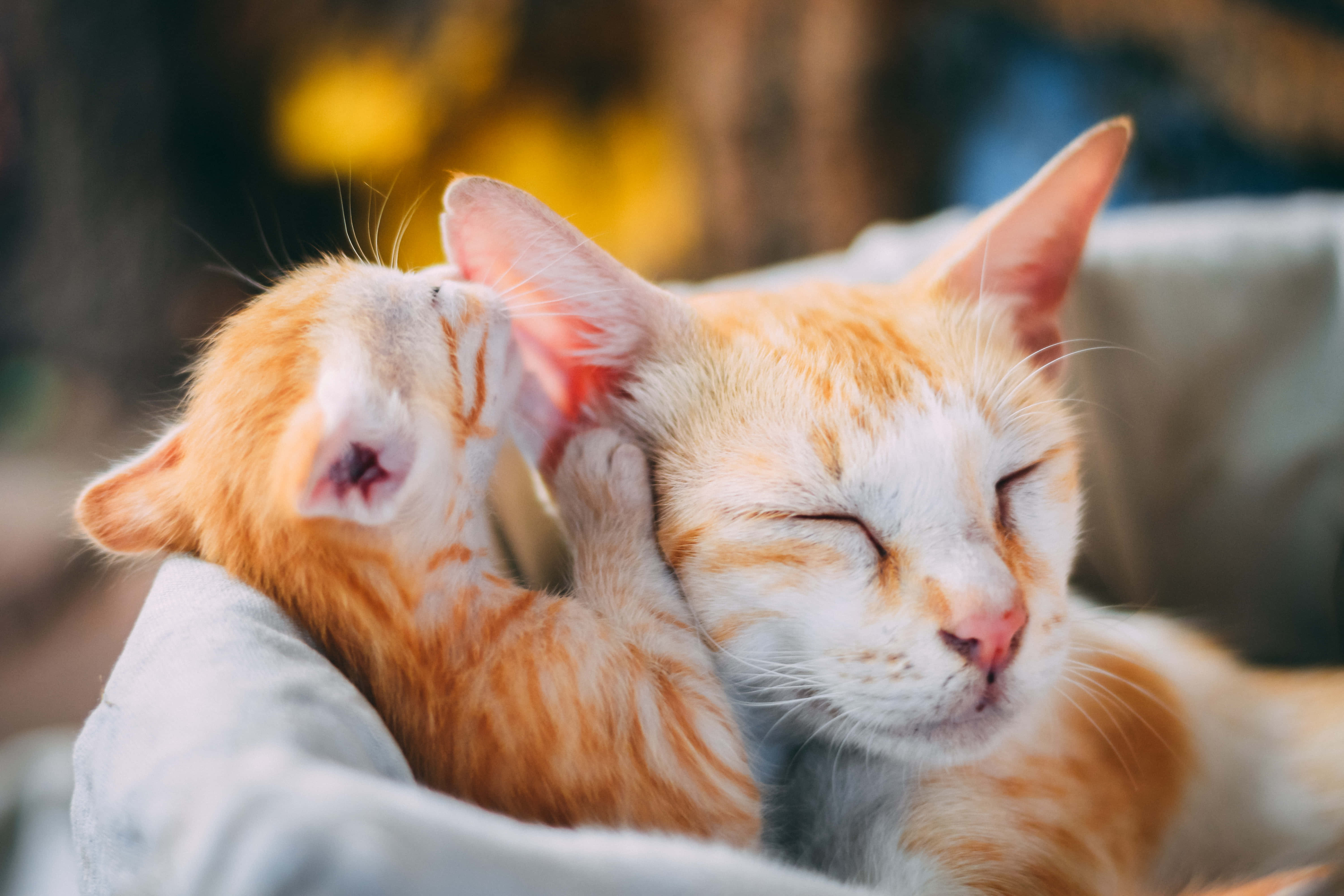 Cats 桌布 壁紙 — 一隻細小的橙色貓咪輕輕地蹭舔一隻放鬆的成年橙色虎斑貓的耳朵，而牠正躺在柔軟的布料上休息。