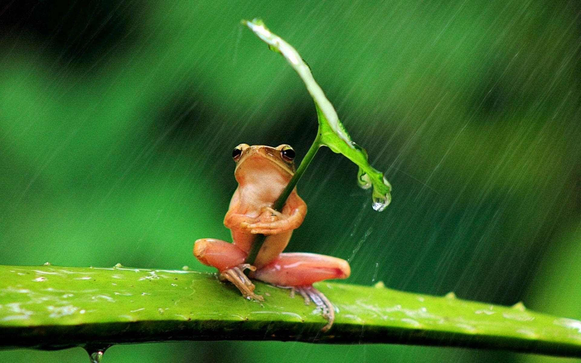 可愛青蛙 桌布 壁紙 — 一隻細小的橙色青蛙棲息在一片綠葉上，雨滴在茂密的森林環境中從它周圍傾瀉而下。