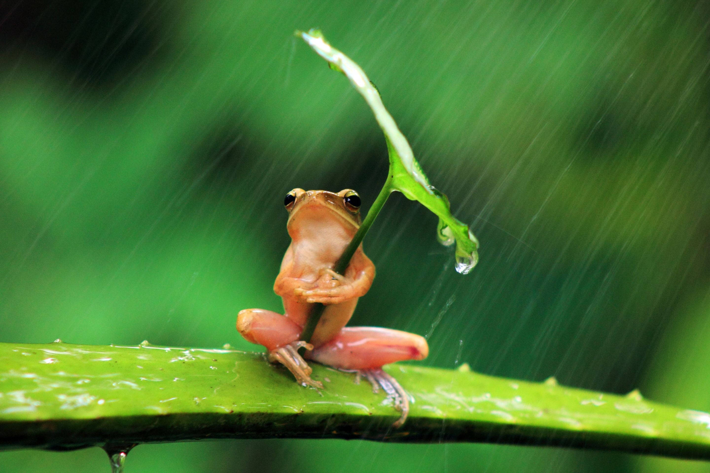 動物 桌布 壁紙 — 一隻細小的橙色青蛙棲息在綠葉上，雨滴在茂密的森林環境中從四周傾瀉而下。