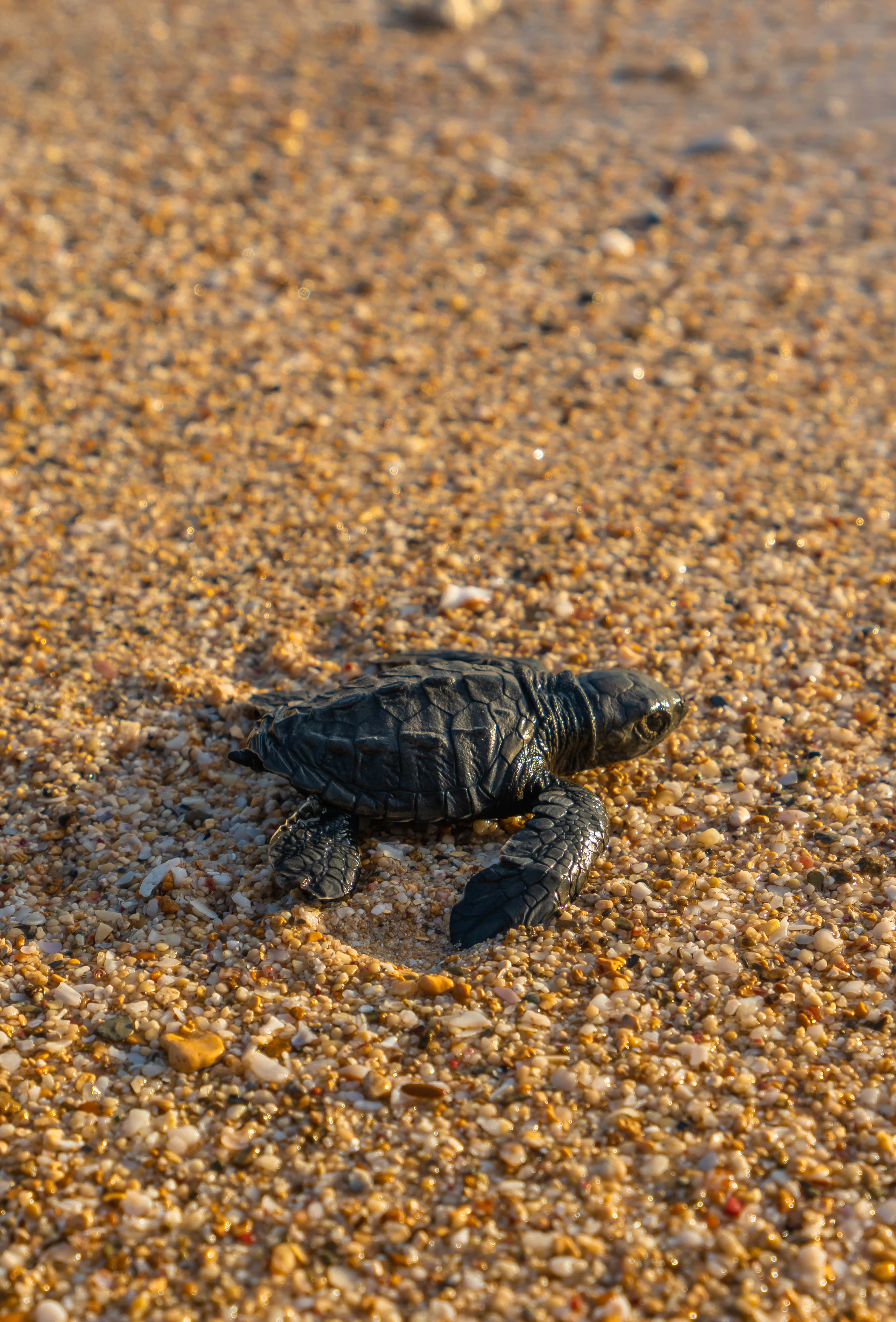 Baby Turtle 桌布 壁紙 — 一隻細小的海龜寶寶在日落時分爬過金色沙灘向海洋前進。