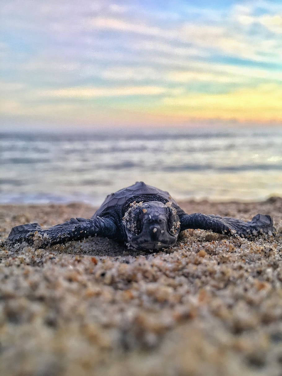 Sea Turtle iPhone 桌布 壁紙 — 一隻細小的海龜寶寶在日落時分的沙灘上休息，背景是柔和焦點下的海浪和粉彩天空。