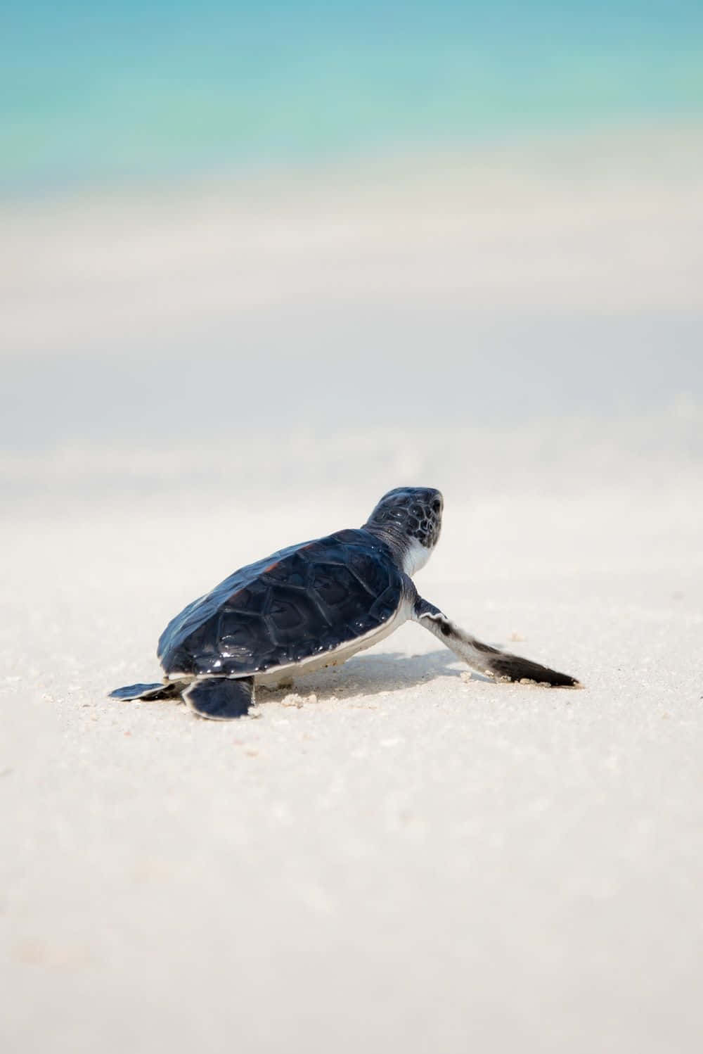 Baby Turtle 桌布 壁紙 — 一隻細小的海龜寶寶在明亮的日光下，堅定地爬過純淨的白沙，朝著碧綠的海水前進。