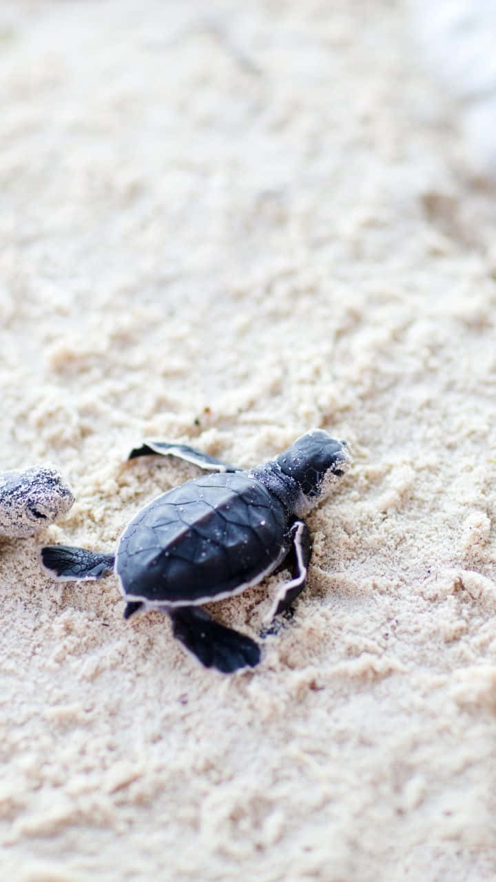 Baby Turtle 桌布 壁紙 — 一隻細小的海龜寶寶堅定地爬過淡色沙灘，朝向海洋地平線。