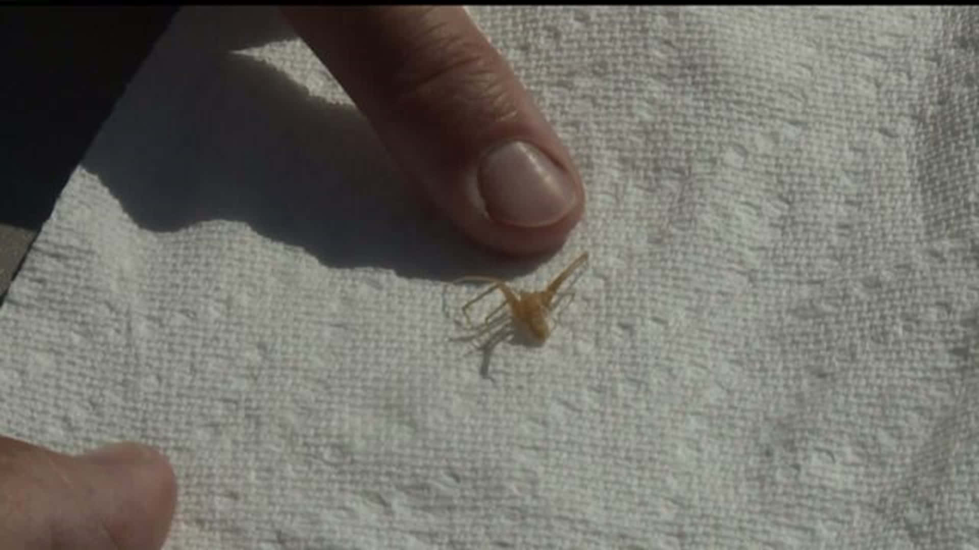 Brown Recluse Spider 桌布 壁紙 — 一隻細小的淡橙色蜘蛛在白色有紋理的毛巾上休息，而人類手指在明亮的日光下在附近徘徊。