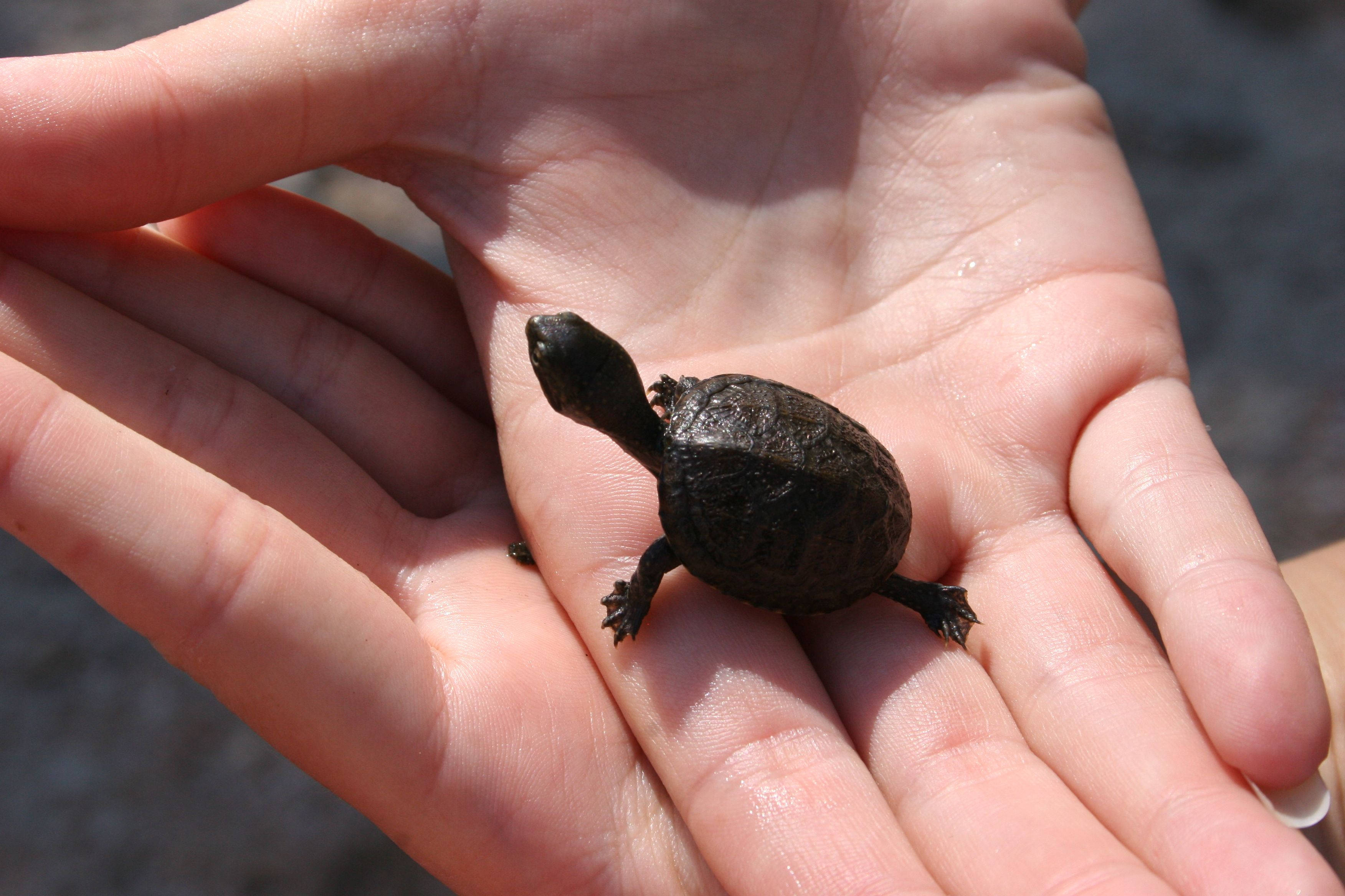Turtle 桌布 壁紙 — 一隻細小的深色烏龜在明亮的陽光下，靜靜地休息在一個人張開的手掌中。