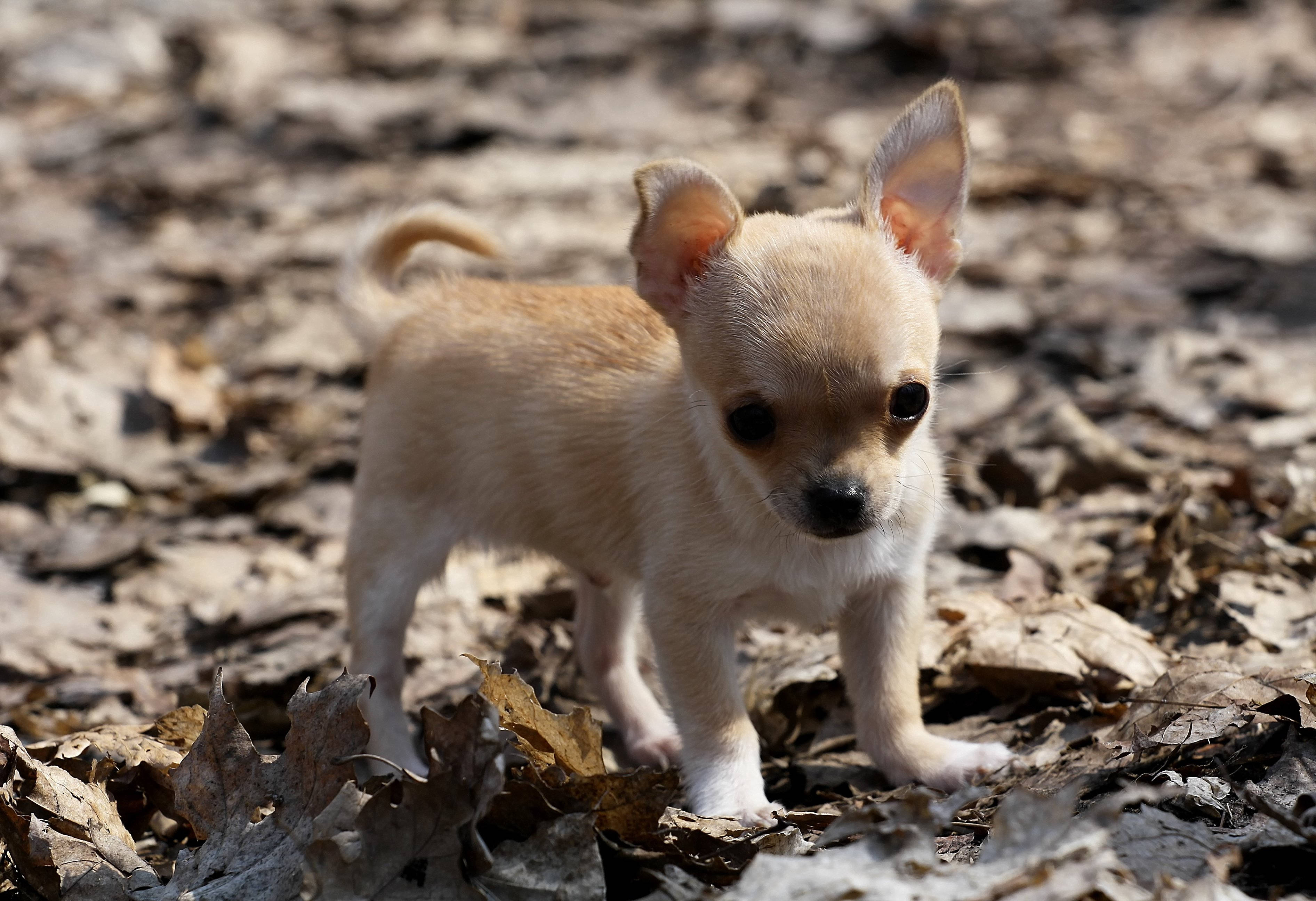 Chihuahua 桌布 壁紙 — 一隻細小的淺棕色吉娃娃幼犬在明亮的陽光下，警覺地站在乾燥的秋葉堆上。
