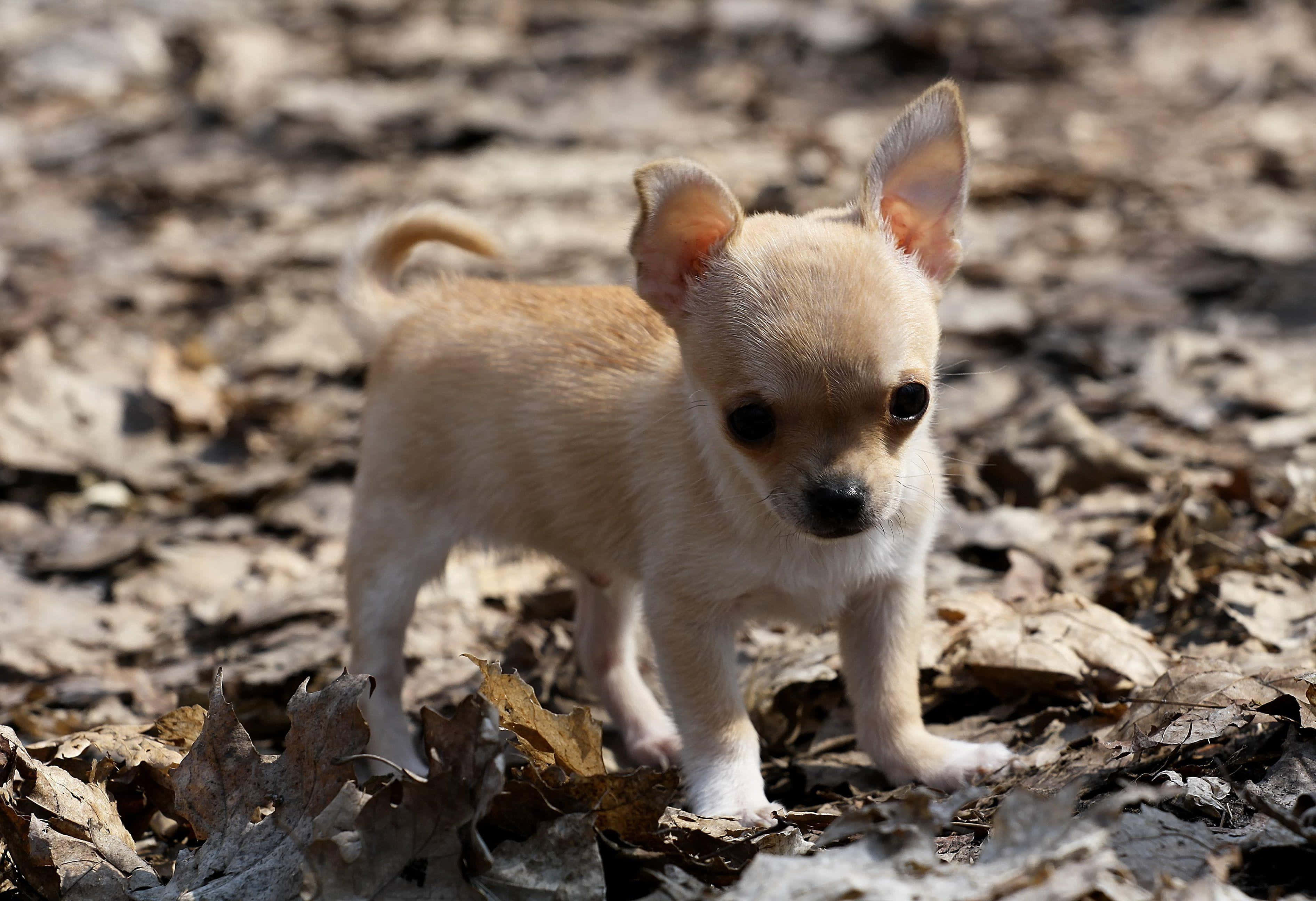 Chihuahua Dog 桌布 壁紙 — 一隻細小的淺棕色吉娃娃幼犬在明亮的陽光下，警覺地站在乾燥的秋葉堆上。