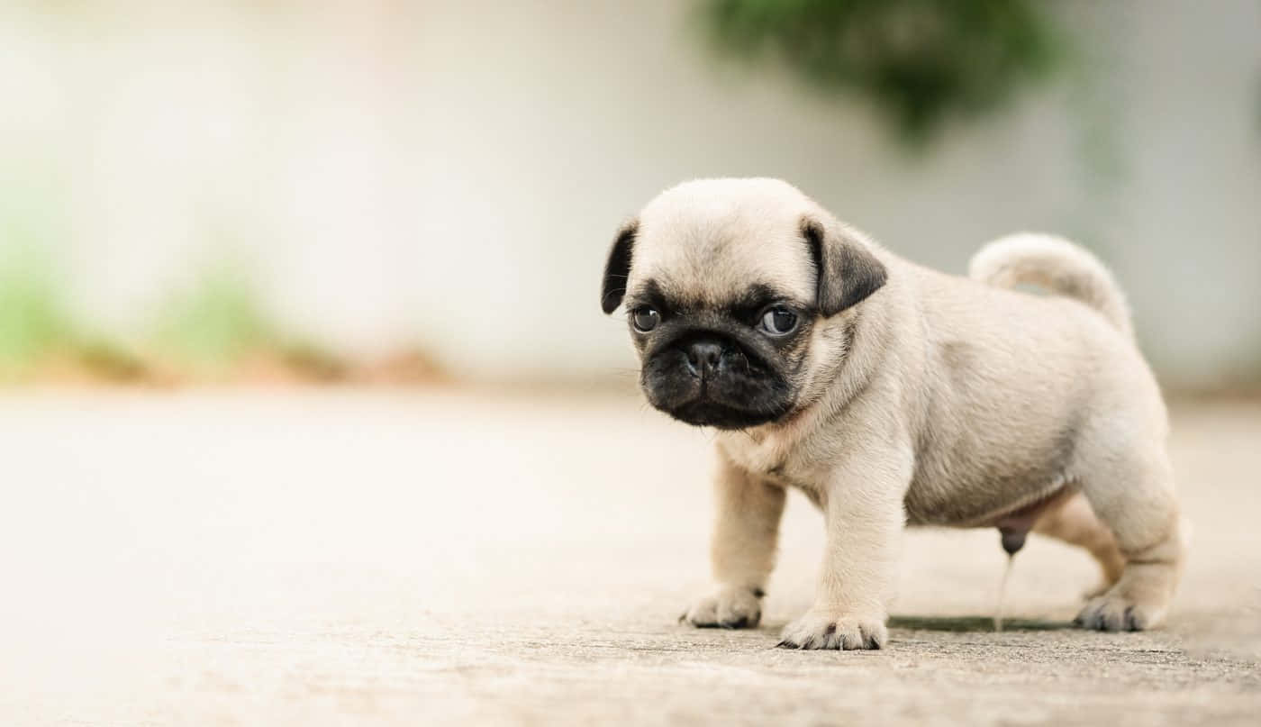 小狗 桌布 壁紙 — 一隻細小的淺黃色巴哥犬幼犬，黑色臉龐，站在鋪砌的表面上，好奇地看著相機。