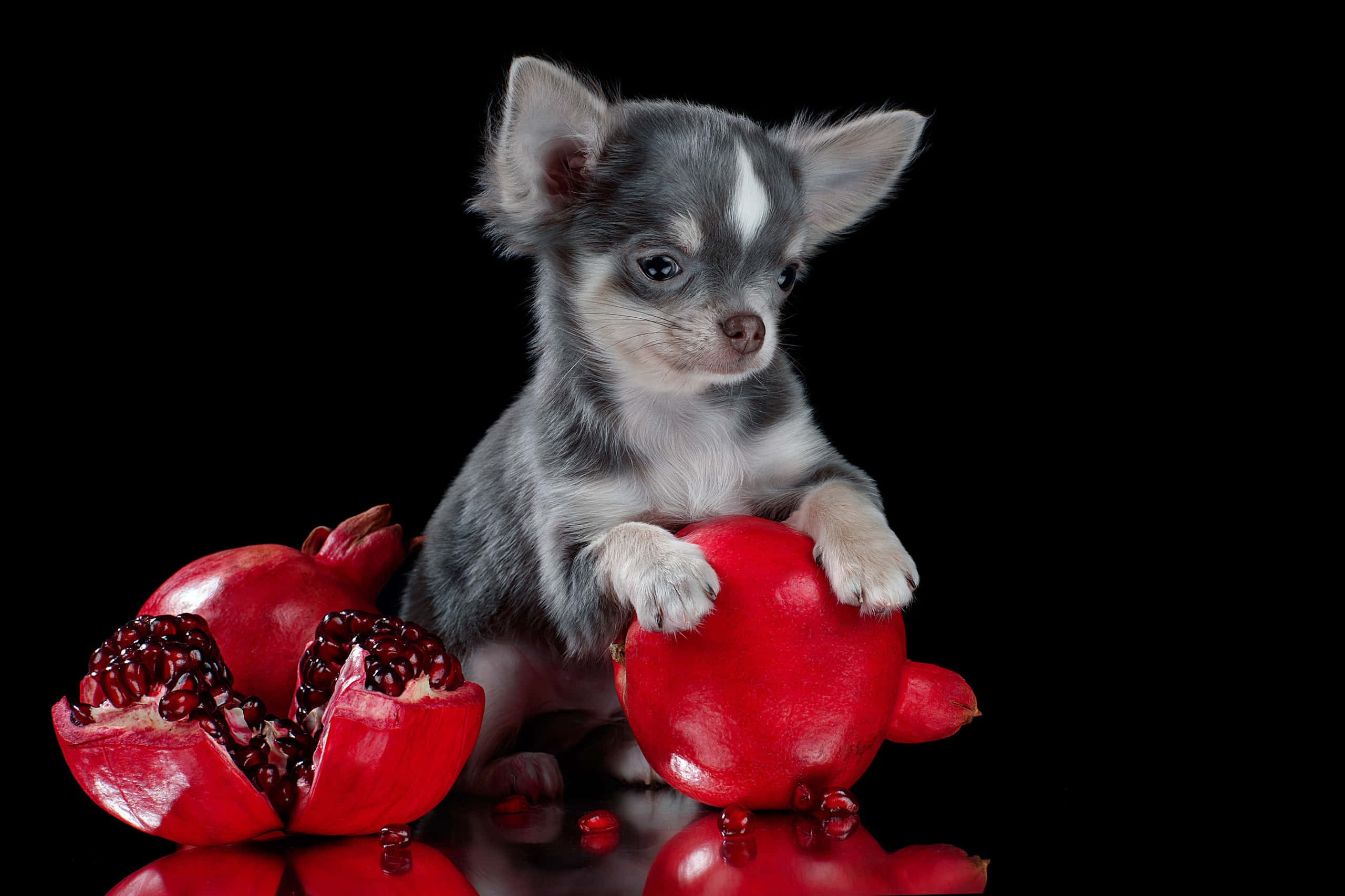 Chihuahua 桌布 壁紙 — 一隻細小的灰白色吉娃娃小狗坐在反光黑色表面上的鮮紅色石榴旁邊。