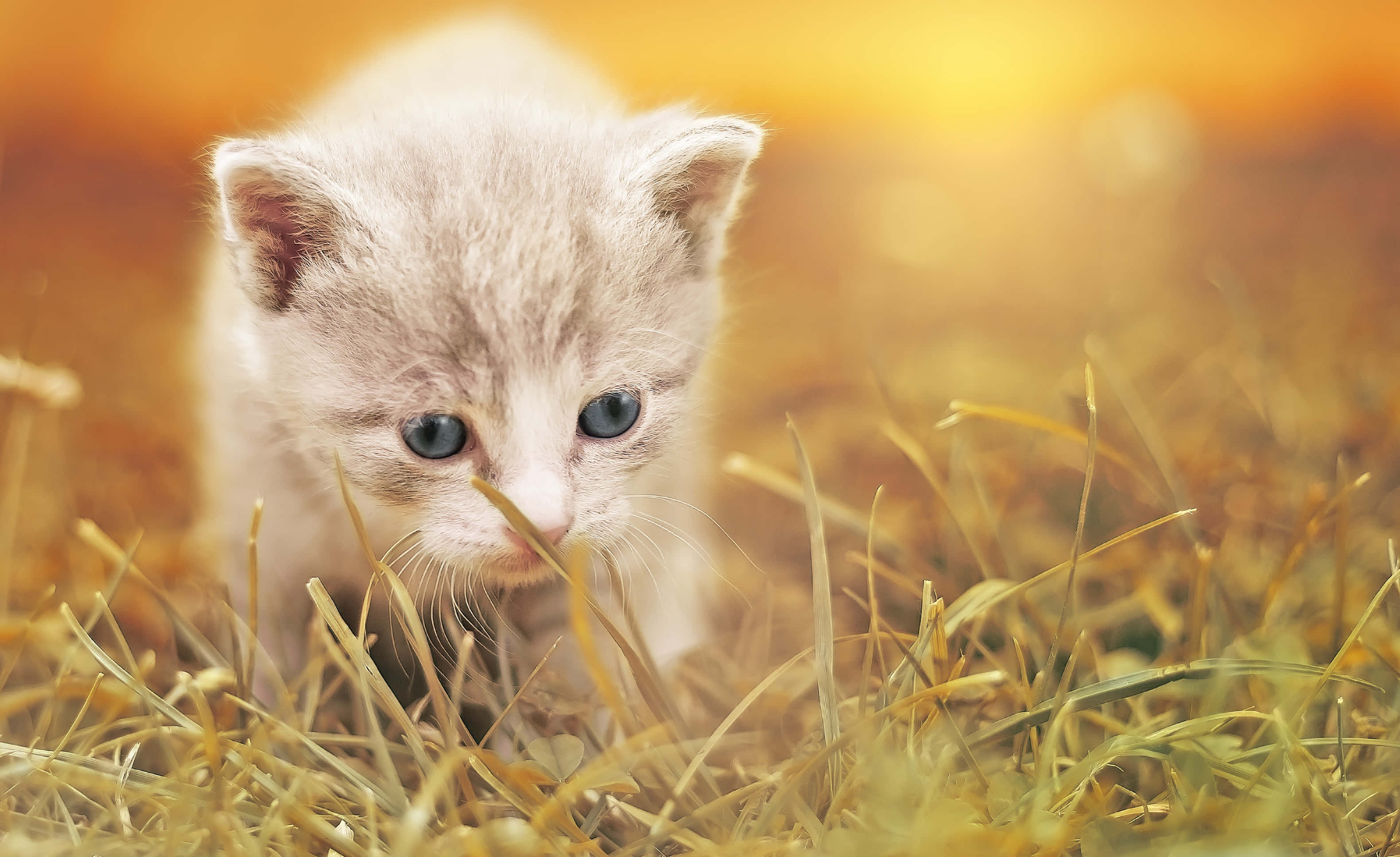 cute kitty 桌布 壁紙 — 一隻細小的灰色小貓，有著明亮的藍眼睛，好奇地從沐浴在溫暖陽光下的金色草叢中窺視。