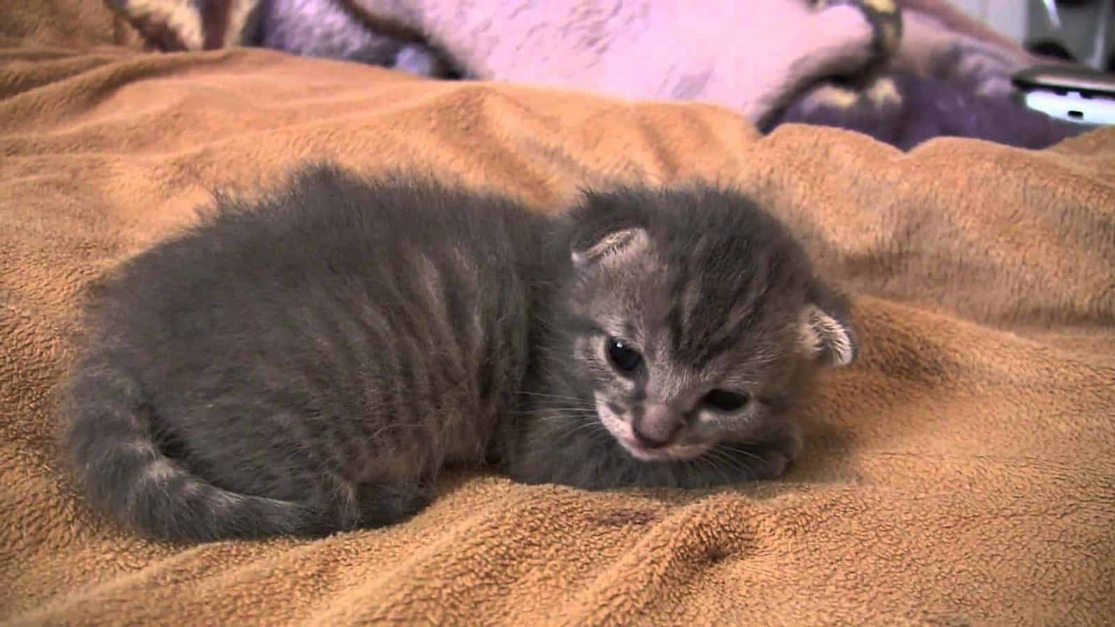 baby cat 桌布 壁紙 — 一隻細小的灰色虎斑貓咪蜷縮在柔軟的棕色毯子上睡覺，背景有紫色毯子。