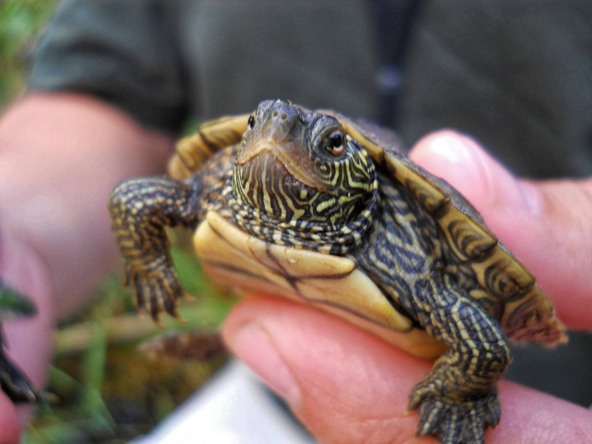 Turtle 桌布 壁紙 — 一隻細小的烏龜，殼和頭部有複雜的黃色和黑色圖案，被輕輕地握在一個人的手中，背景是模糊的綠色。