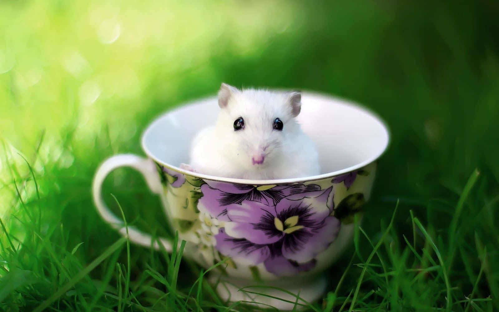 Funny Cute Animals 桌布 壁紙 — 一隻細小的白色倉鼠好奇地從一個放在翠綠草地上的花卉茶杯中探出頭來。