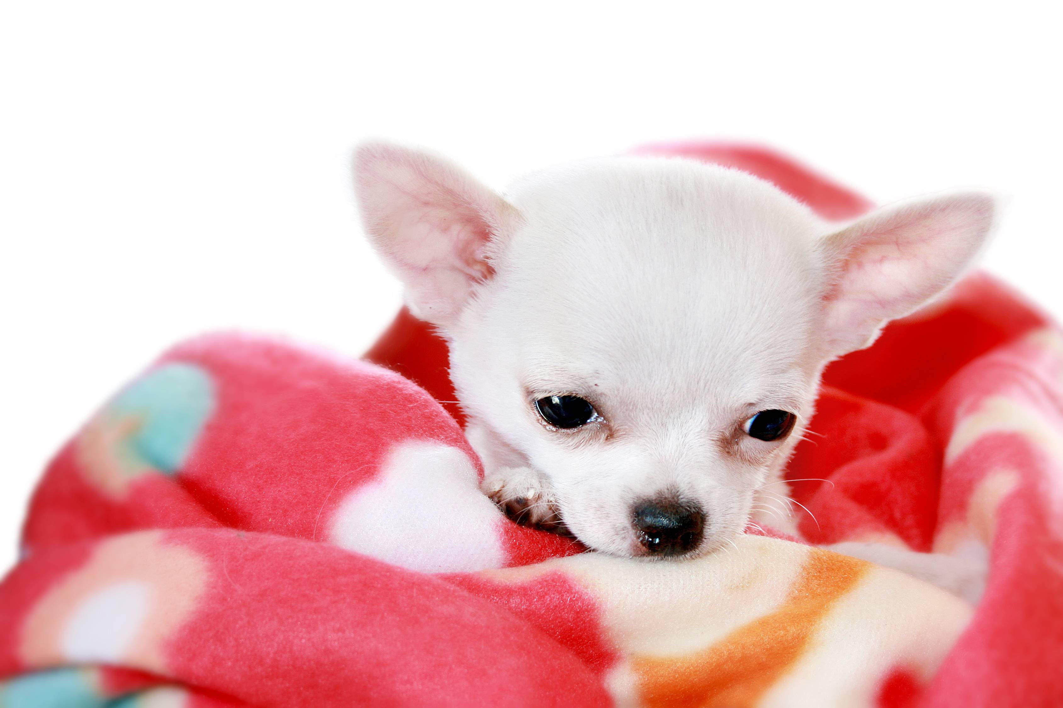Chihuahua 桌布 壁紙 — 一隻細小的白色吉娃娃小狗，有著大大的黑色眼睛，從色彩繽紛的紅色毯子中探出頭來，背景是白色。