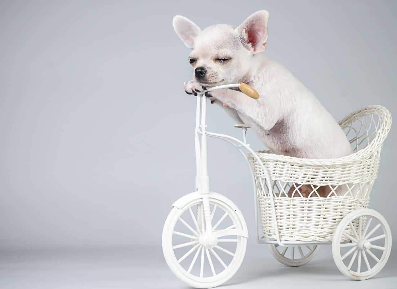 Chihuahua 桌布 壁紙 — 一隻細小的白色吉娃娃小狗可愛地坐在一個迷你白色柳條腳踏車籃子裡，背景是柔和的灰色攝影棚。