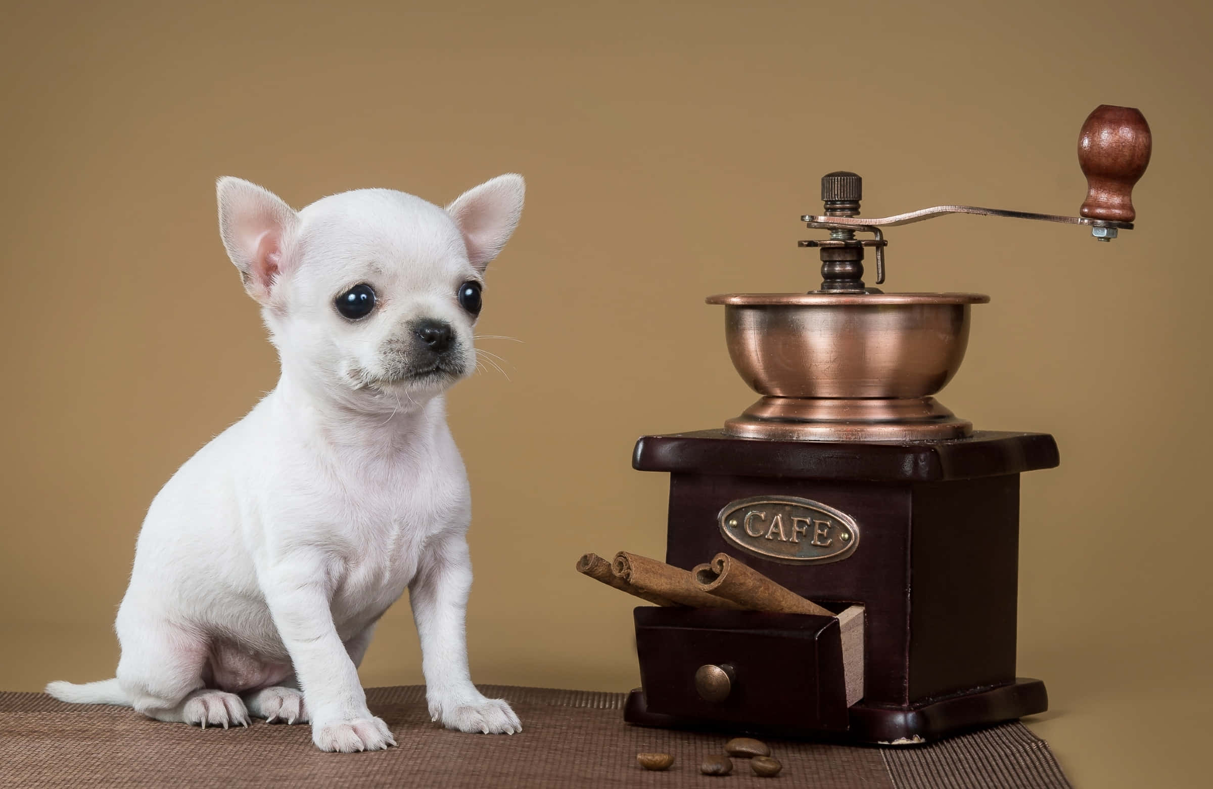 Chihuahua 桌布 壁紙 — 一隻細小的白色吉娃娃小狗坐在復古銅咖啡研磨機旁邊，配有肉桂棒和咖啡豆。