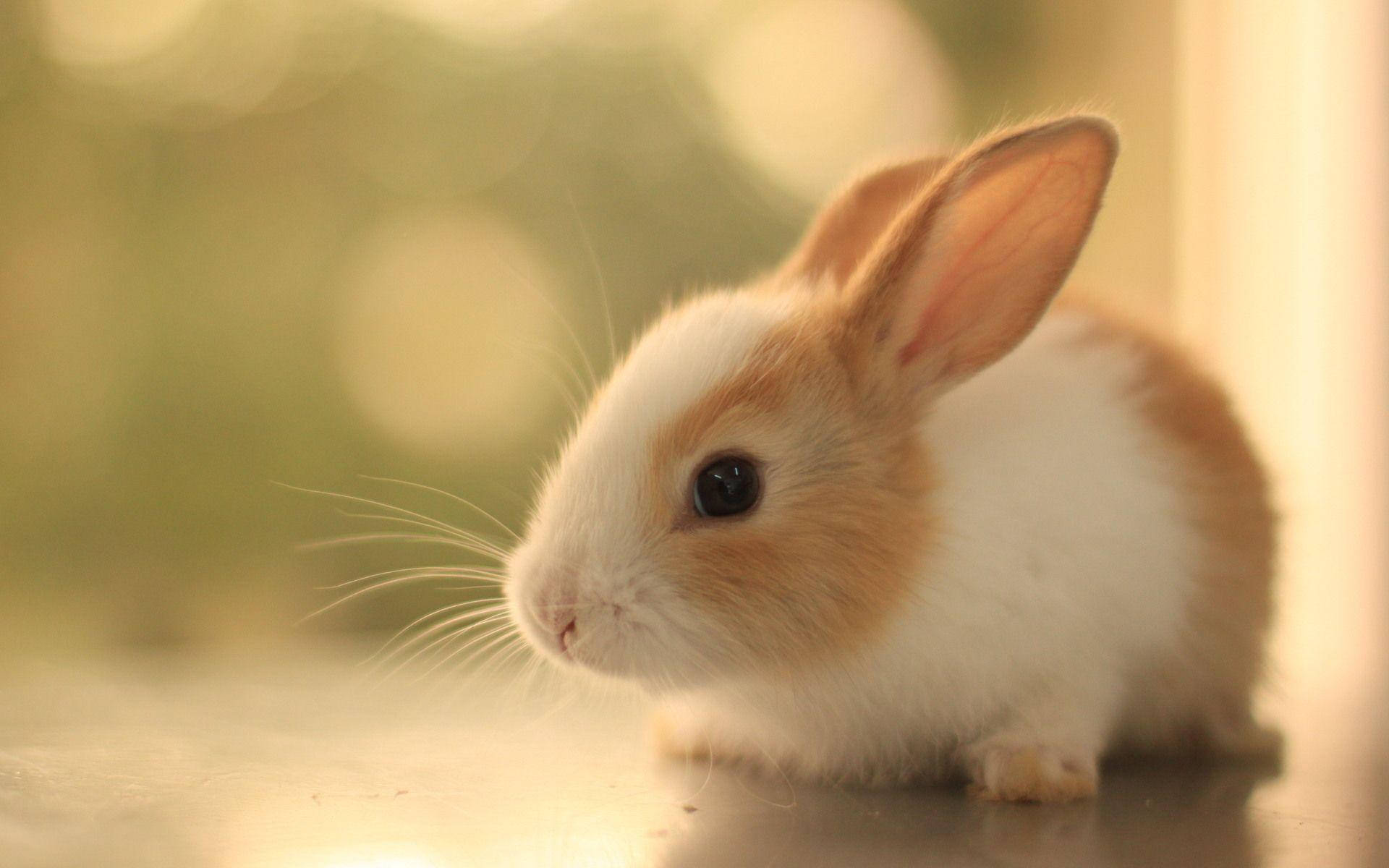 可愛動物動圖 桌布 壁紙 — 一隻細小的白色和棕色兔子，有著大大的深色眼睛，平靜地坐在陽光照射的表面上，背景是柔和的模糊綠色。