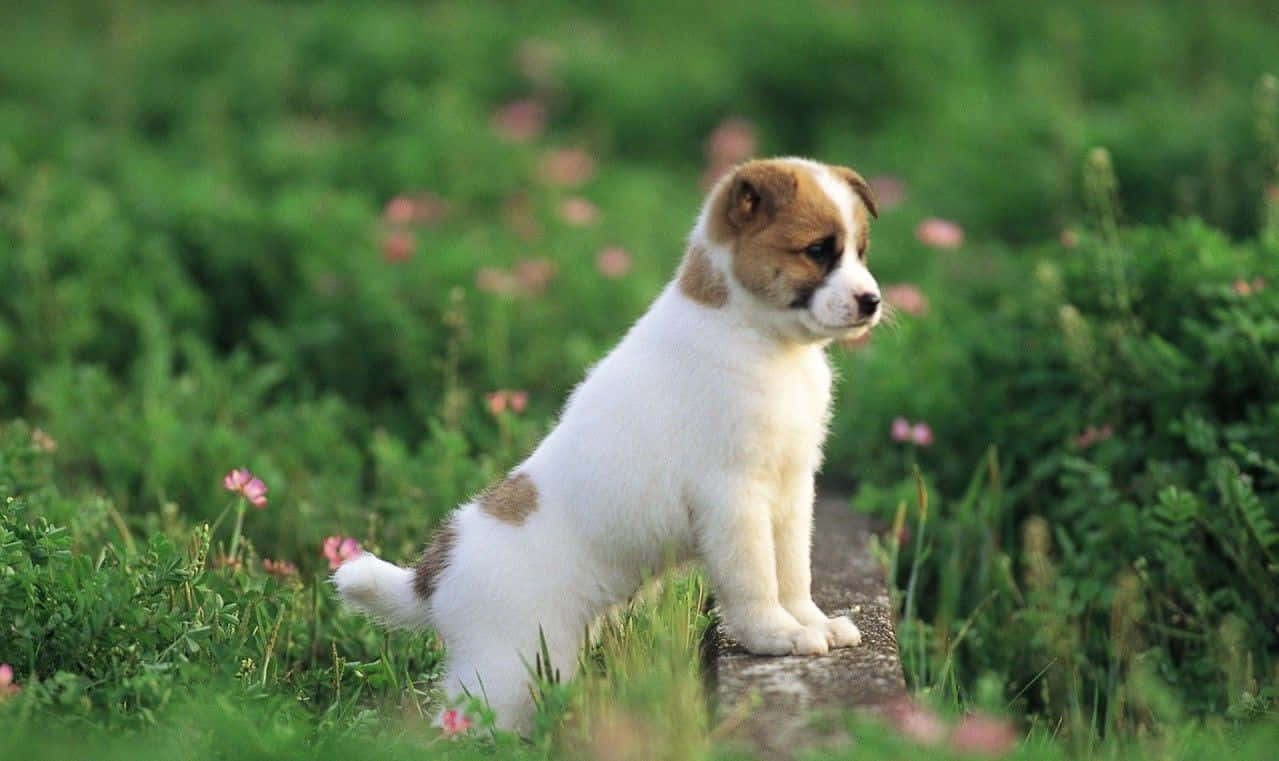 baby animal 桌布 壁紙 — 一隻細小的白色和棕色小狗警覺地坐在一條石徑上，周圍是茂密的綠草和散落的粉紅色花朵。