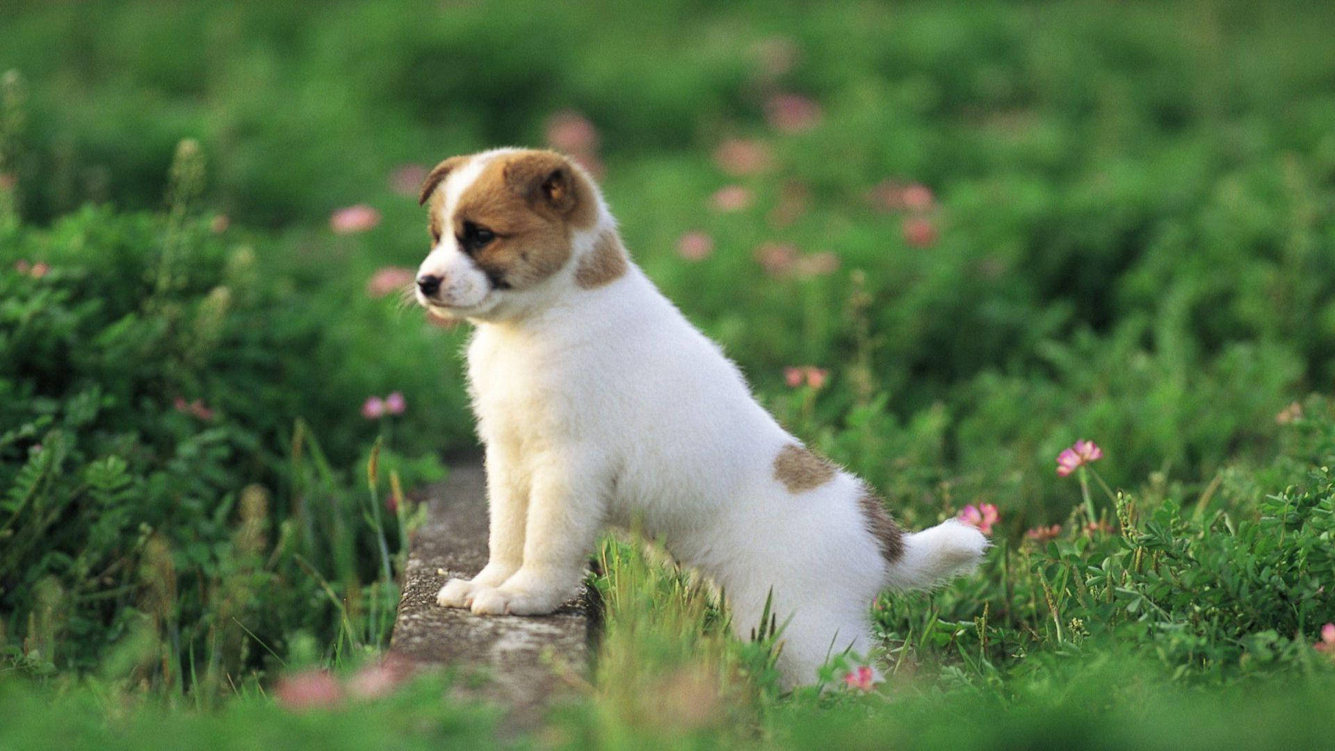Cute Puppy 桌布 壁紙 — 一隻細小的白色和棕色小狗警覺地坐在一條石徑上，周圍是茂密的綠草和散落的粉紅色花朵。
