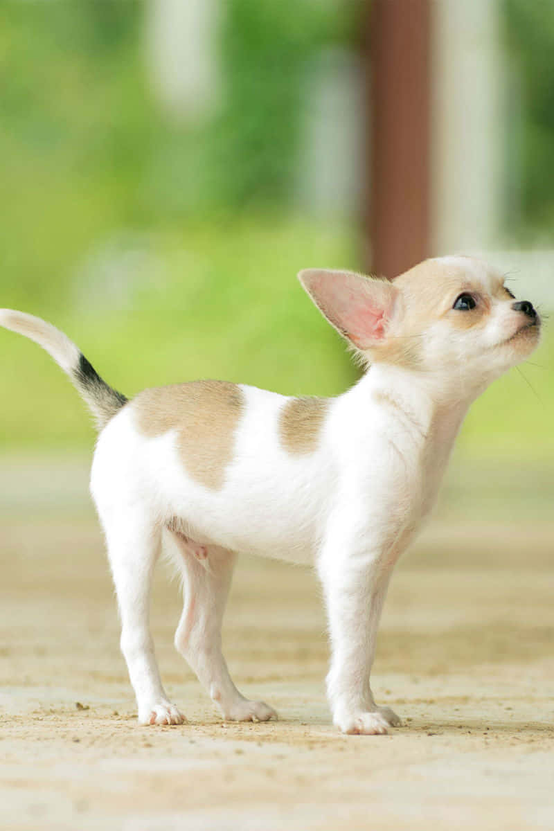 Teacup Chihuahua 桌布 壁紙 — 一隻細小的白色和棕褐色吉娃娃幼犬警覺地站在沙地上，用好奇的大眼睛向上凝視，背景是柔和的綠色模糊背景。