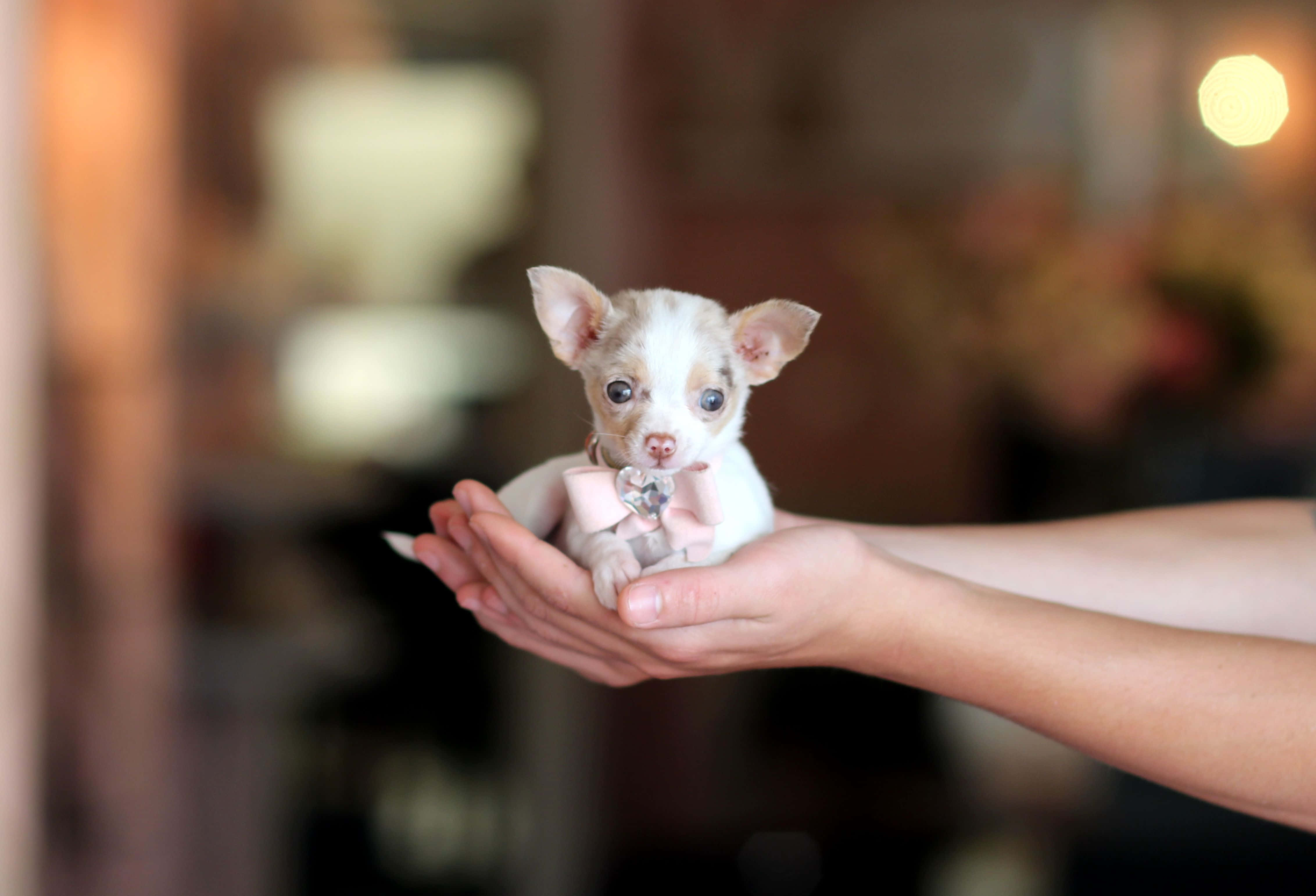 Teacup Chihuahua 桌布 壁紙 — 一隻細小的白色和棕褐色吉娃娃幼犬，大眼睛，輕輕地坐在人類捧著的手中，背景是柔和模糊的溫暖室內環境。