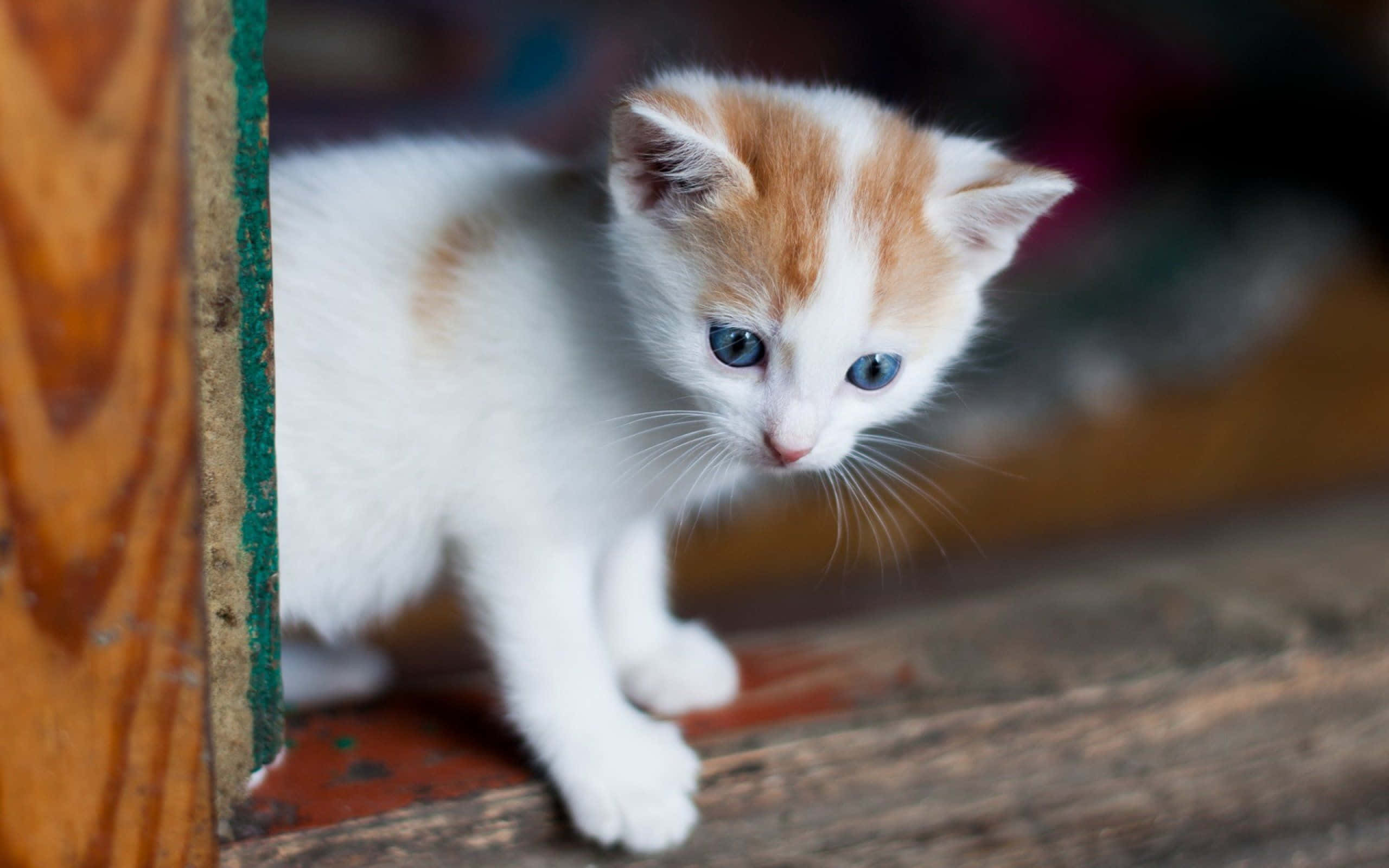 kitty cat 桌布 壁紙 — 一隻細小的白色和薑黃色小貓，擁有引人注目的藍色眼睛，從一條風化的木樑後面好奇地探頭張望。