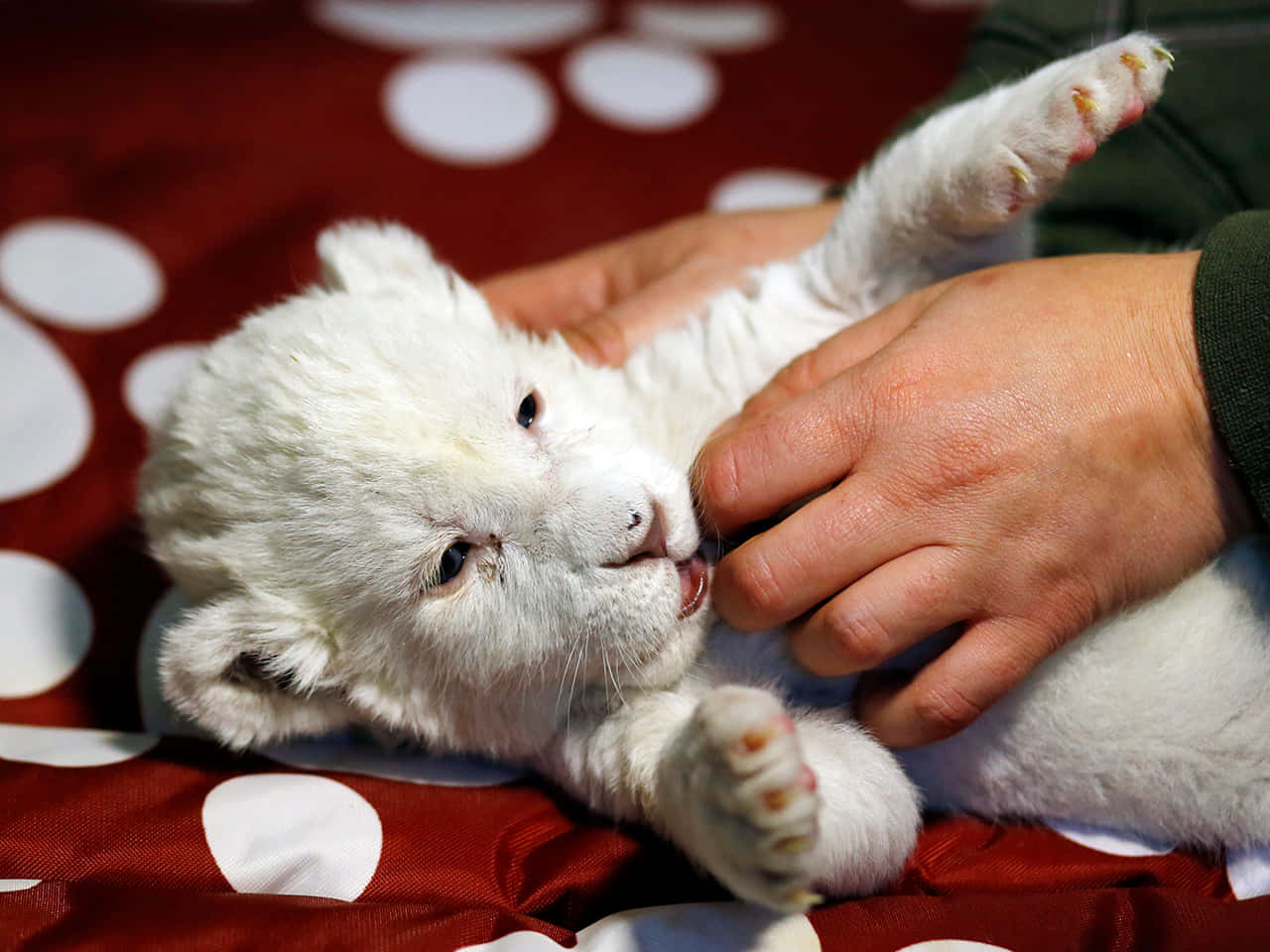Baby Lion 桌布 壁紙 — 一隻細小的白色獅子幼崽躺在紅色圓點毯子上，頑皮地抓著人類的手。