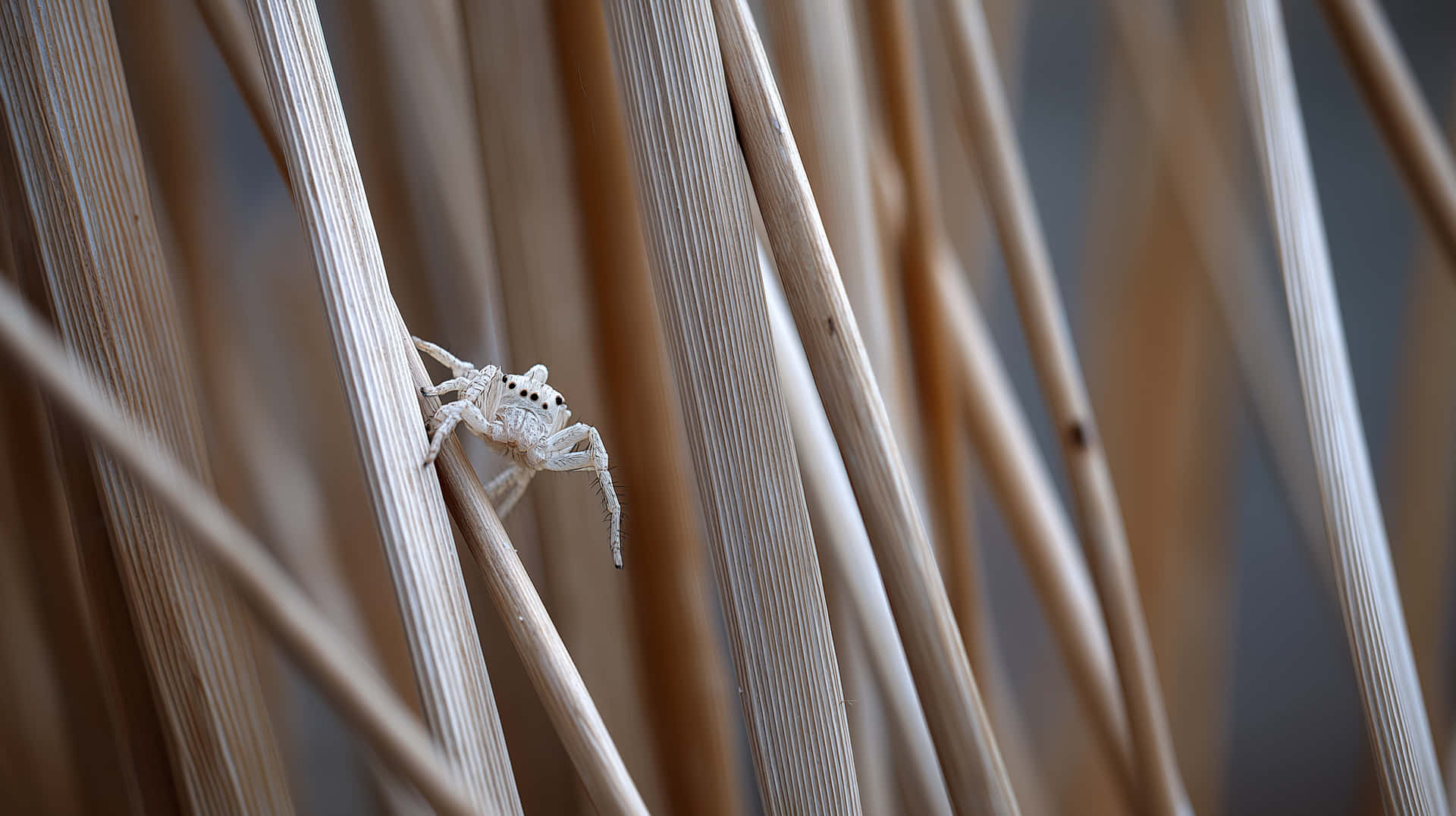 Tiny White Jumping Spider on Dry Grass Stems - Nature Closeup 壁紙 — 一隻細小的白色跳蛛輕輕地棲息在纖細的米色蘆葦上，景深較淺。