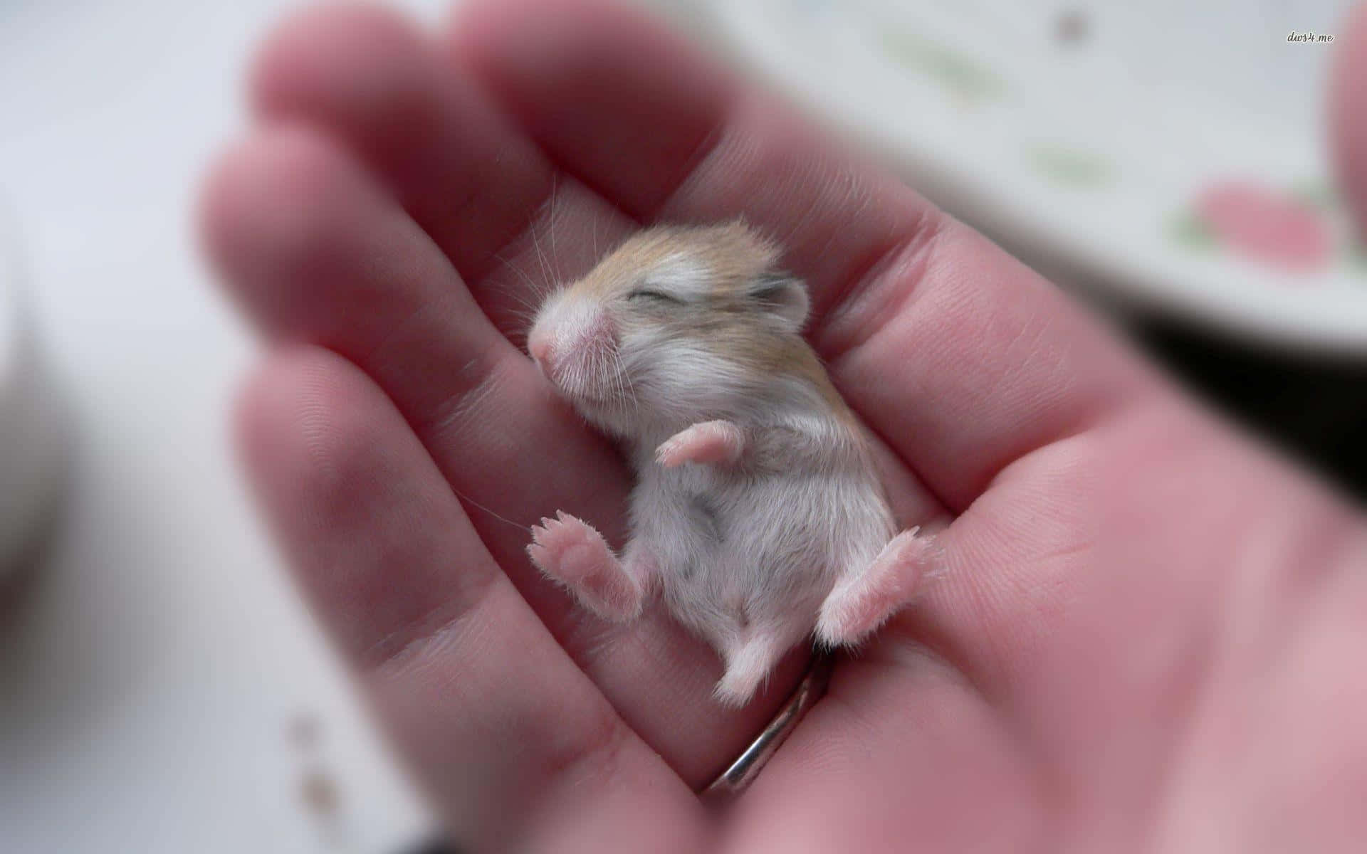 動物 桌布 壁紙 — 一隻細小的睡夢中的倉鼠，蜷縮在人類手掌心，背景柔和模糊。
