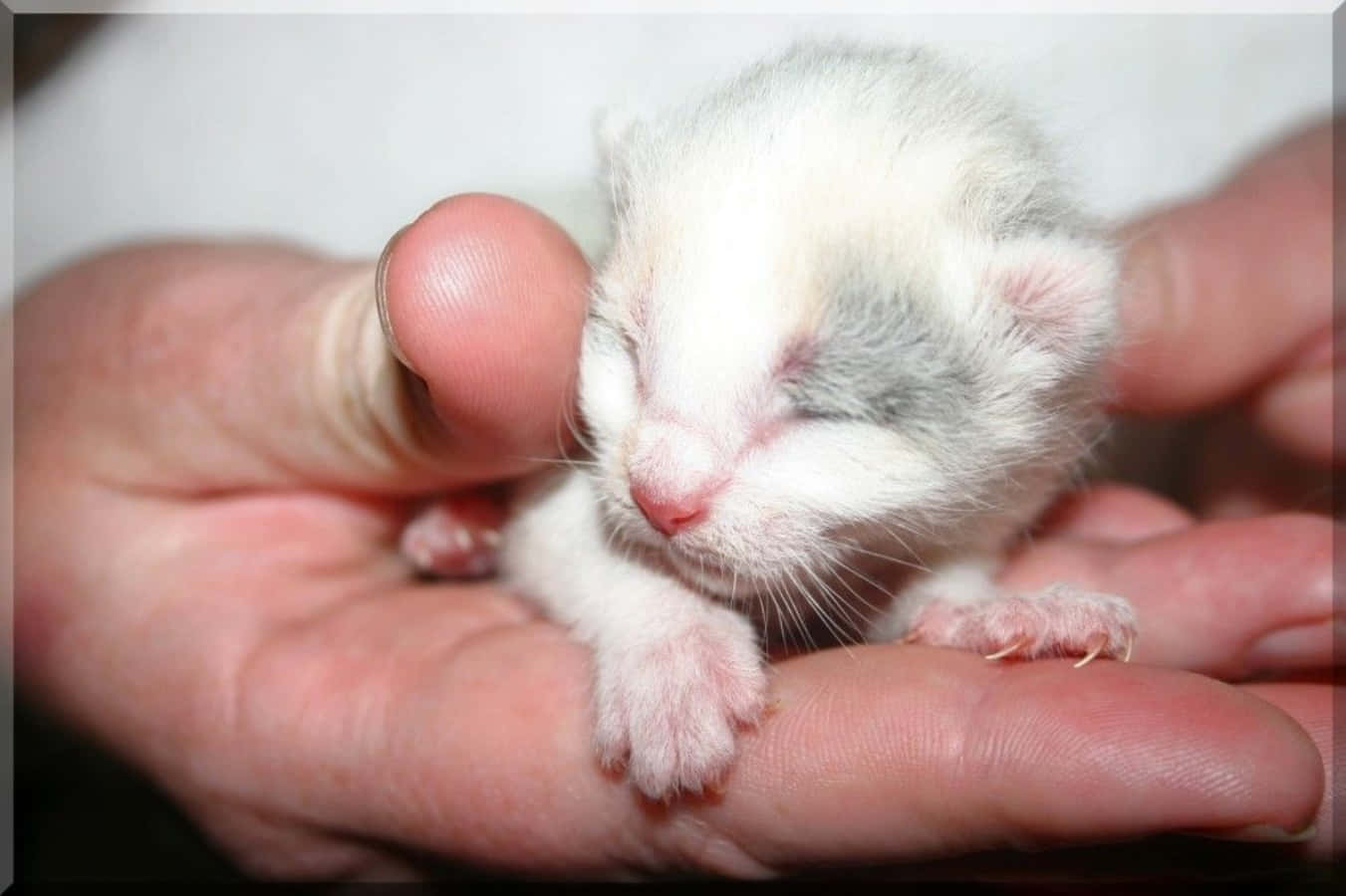 baby cat 桌布 壁紙 — 一隻細小的睡夢中的小貓，有白色和灰色的毛，在一個人捧著的手中安寧地休息。