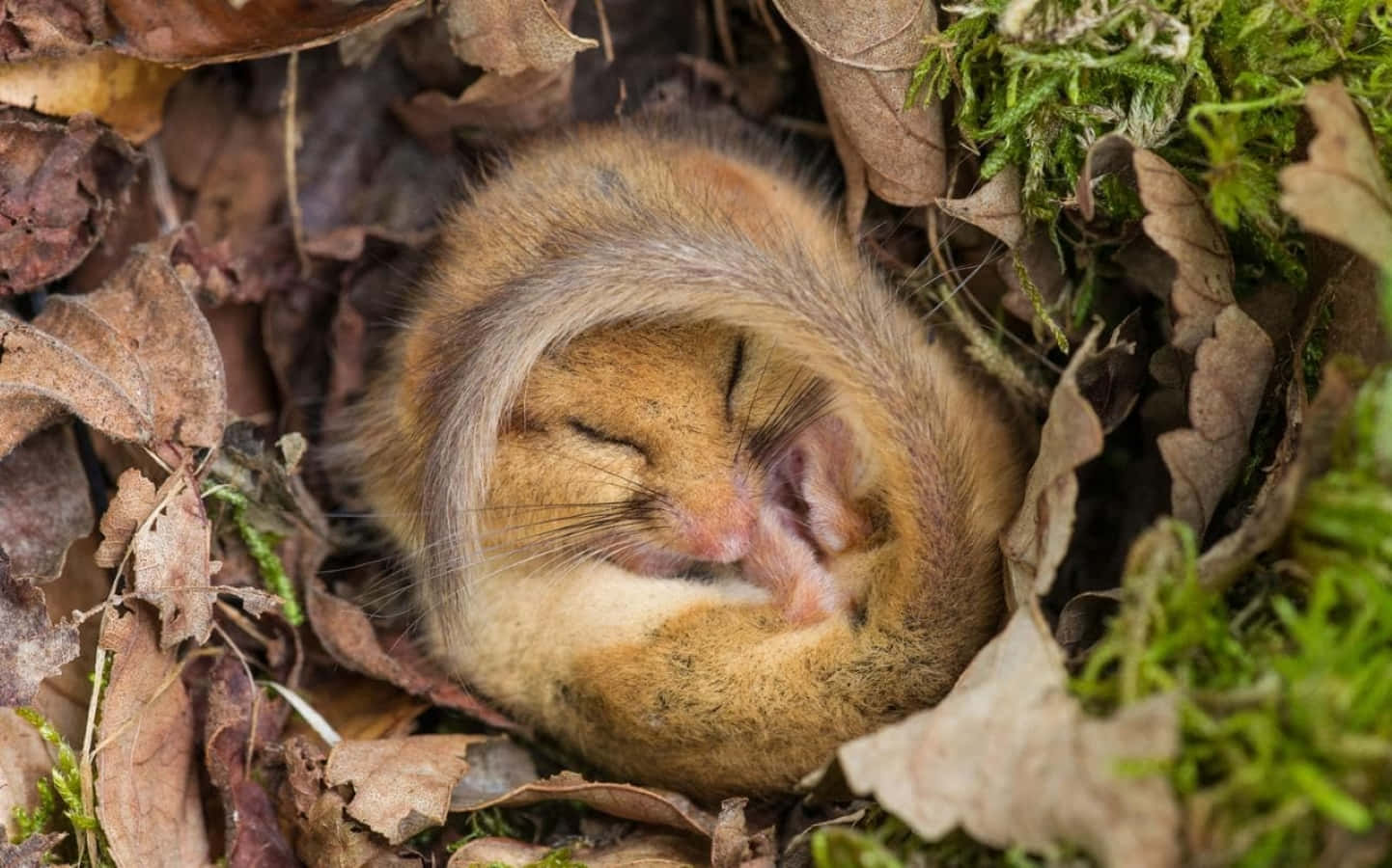 Hibernation 桌布 壁紙 — 一隻細小的睡鼠在苔蘚和乾葉的巢穴中蜷縮熟睡。