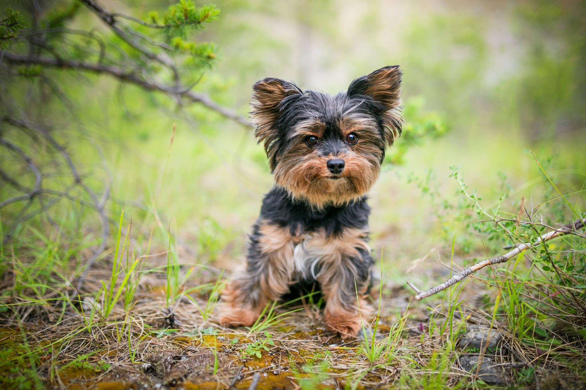 yorkie 桌布 壁紙 — 一隻細小的約克夏㹴，擁有蓬鬆的黑色和棕色毛髮，警覺地坐在陽光普照的草地上，周圍綠意盎然。