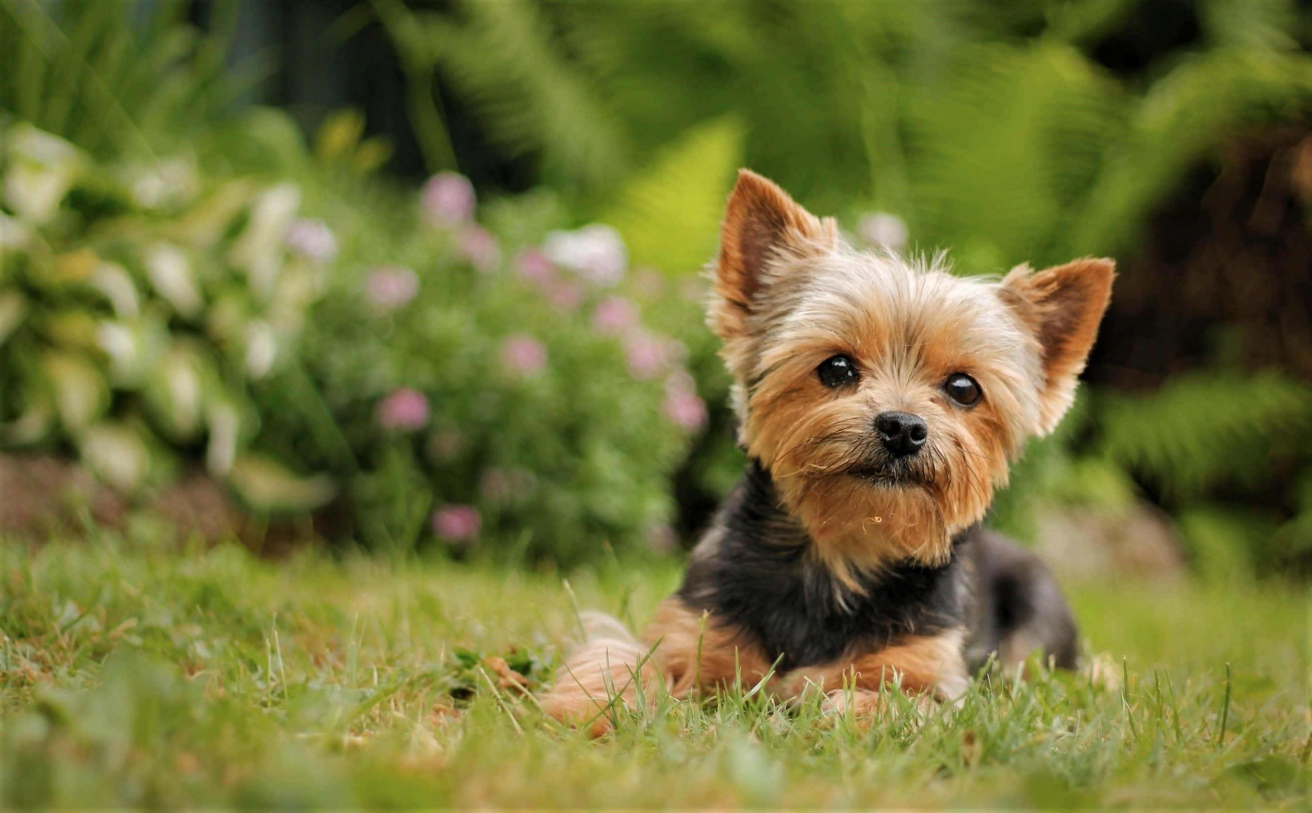 Teacup Yorkie 桌布 壁紙 — 一隻細小的約克夏㹴，毛色為棕褐色和黑色，警覺地躺在鮮綠色的草地上，周圍是模糊的粉紅色花朵和茂密的樹葉。