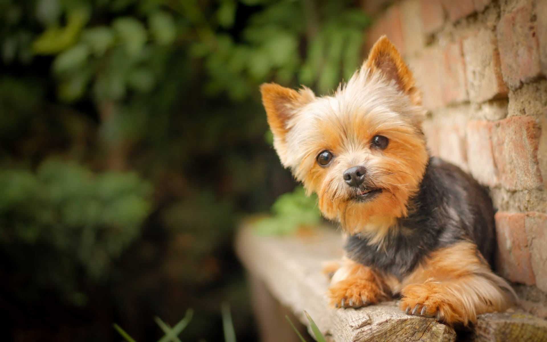 Terrier 桌布 壁紙 — 一隻細小的約克夏㹴，毛色為棕褐色和黑色，警覺地坐在磚牆旁的石台上，周圍是茂密的綠色植物。
