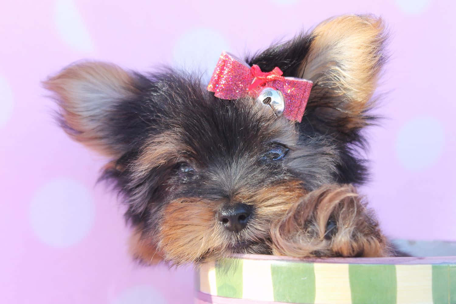 Teacup Yorkie 桌布 壁紙 — 一隻細小的約克夏㹴幼犬，戴著閃閃發光的粉紅色蝴蝶結，從條紋禮物盒邊緣探出頭來，背景是柔和的紫色散景。