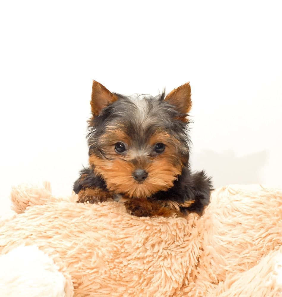 Teacup Yorkie 桌布 壁紙 — 一隻細小的約克夏㹴幼犬，擁有深色眼睛和棕褐色毛髮，在白色背景上的一張毛絨絨的蜜桃色毯子上休息。