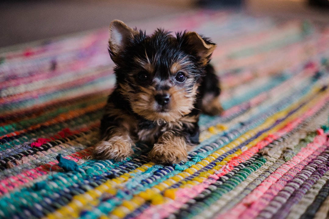 Puppy Dog 桌布 壁紙 — 一隻細小的約克夏㹴幼犬，擁有深色眼睛和蓬鬆毛髮，專注地坐在色彩繽紛的編織地毯上。