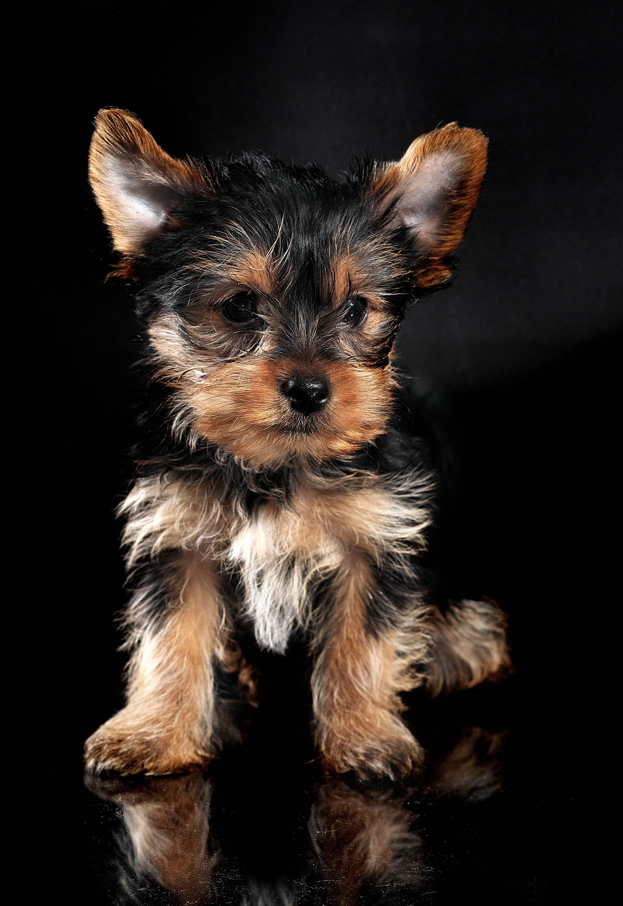 Terrier 桌布 壁紙 — 一隻細小的約克夏㹴幼犬，擁有蓬鬆的黃褐色和黑色毛髮，警覺地坐在反射黑色表面上，背景為深色。