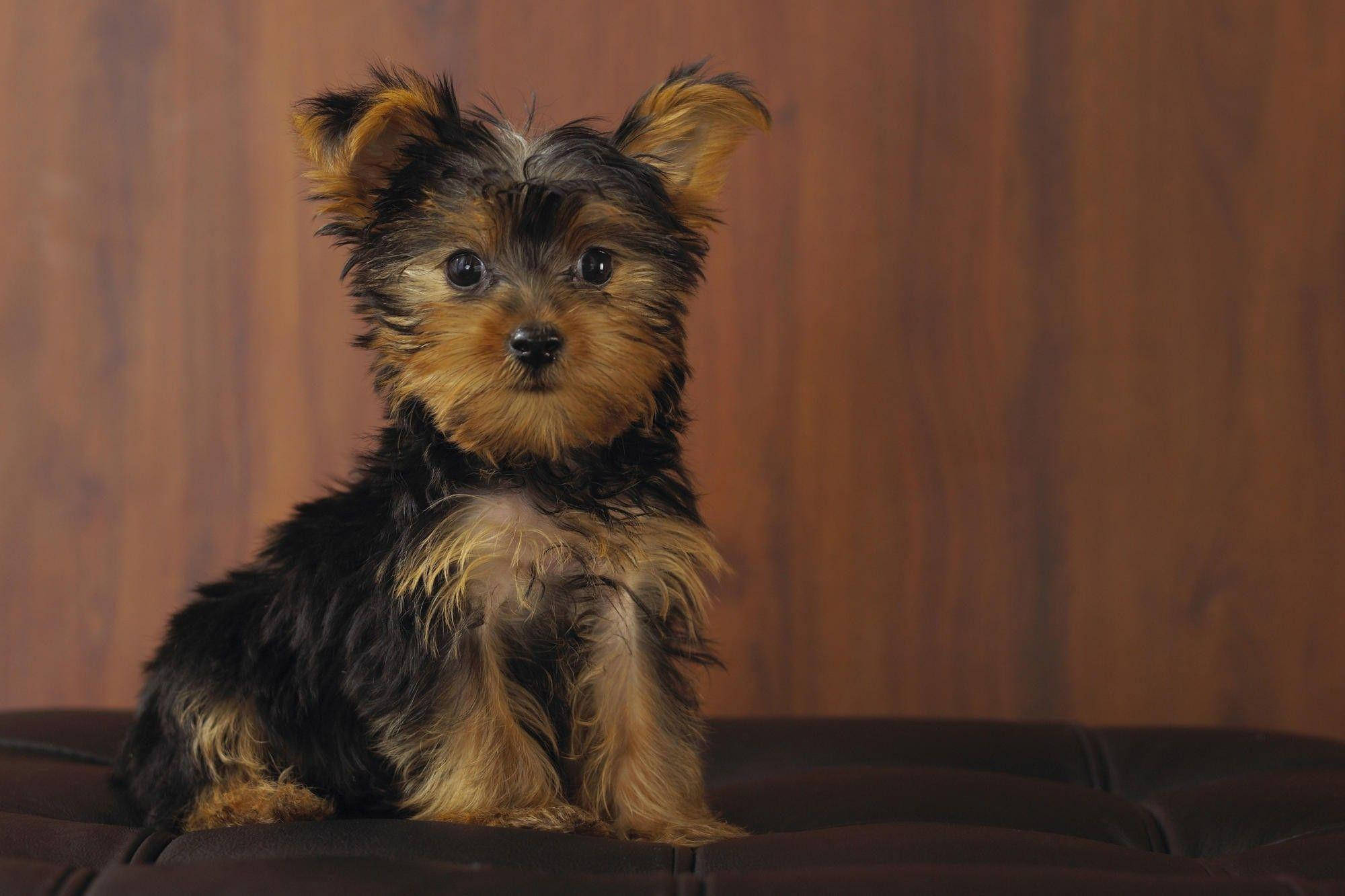yorkie 桌布 壁紙 — 一隻細小的約克夏㹴幼犬，擁有蓬鬆的黑色和棕褐色毛髮，警覺地坐在深色坐墊上，背景是溫暖的木質背景。